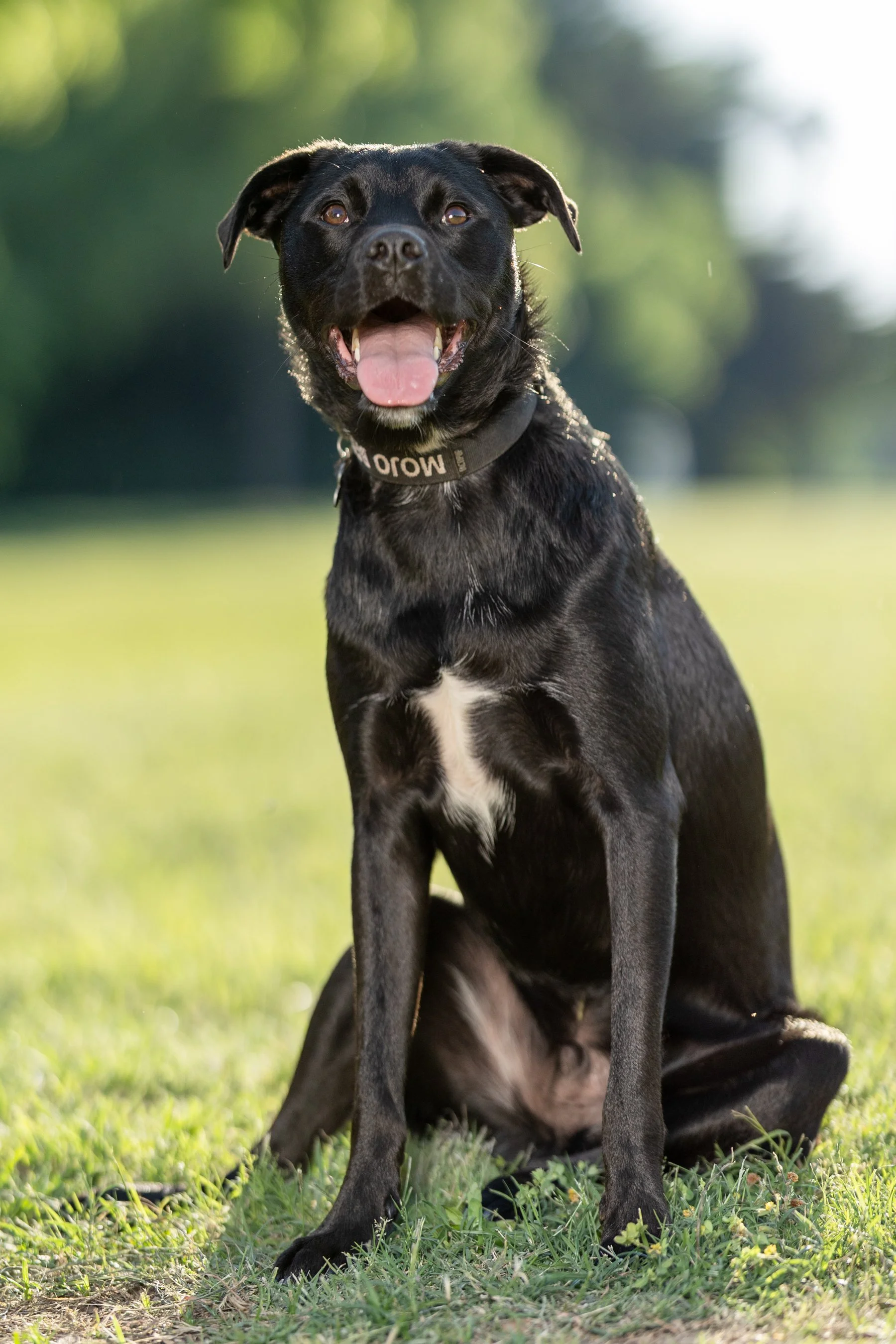 Mojo