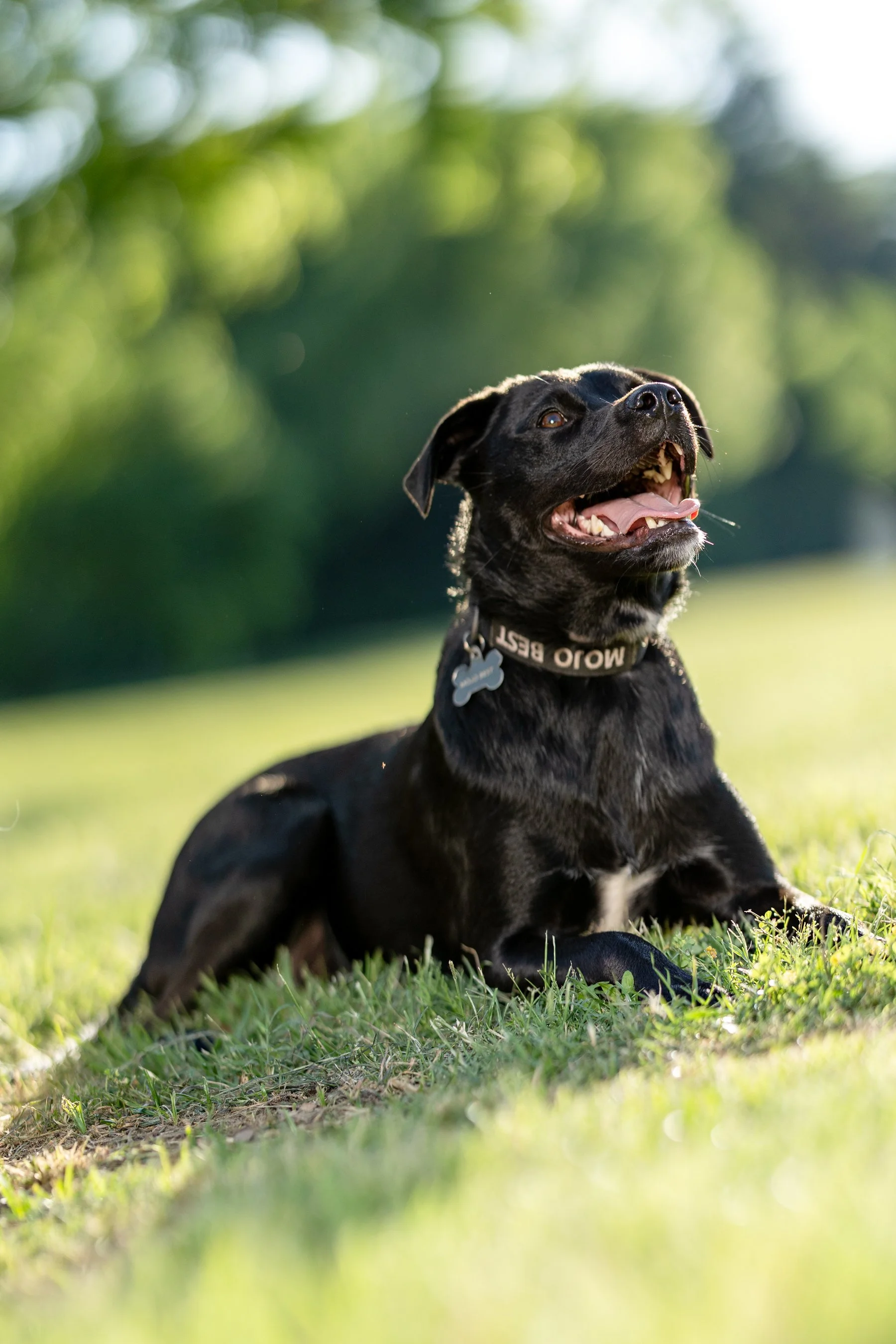 Mojo_IMG_2295.jpg