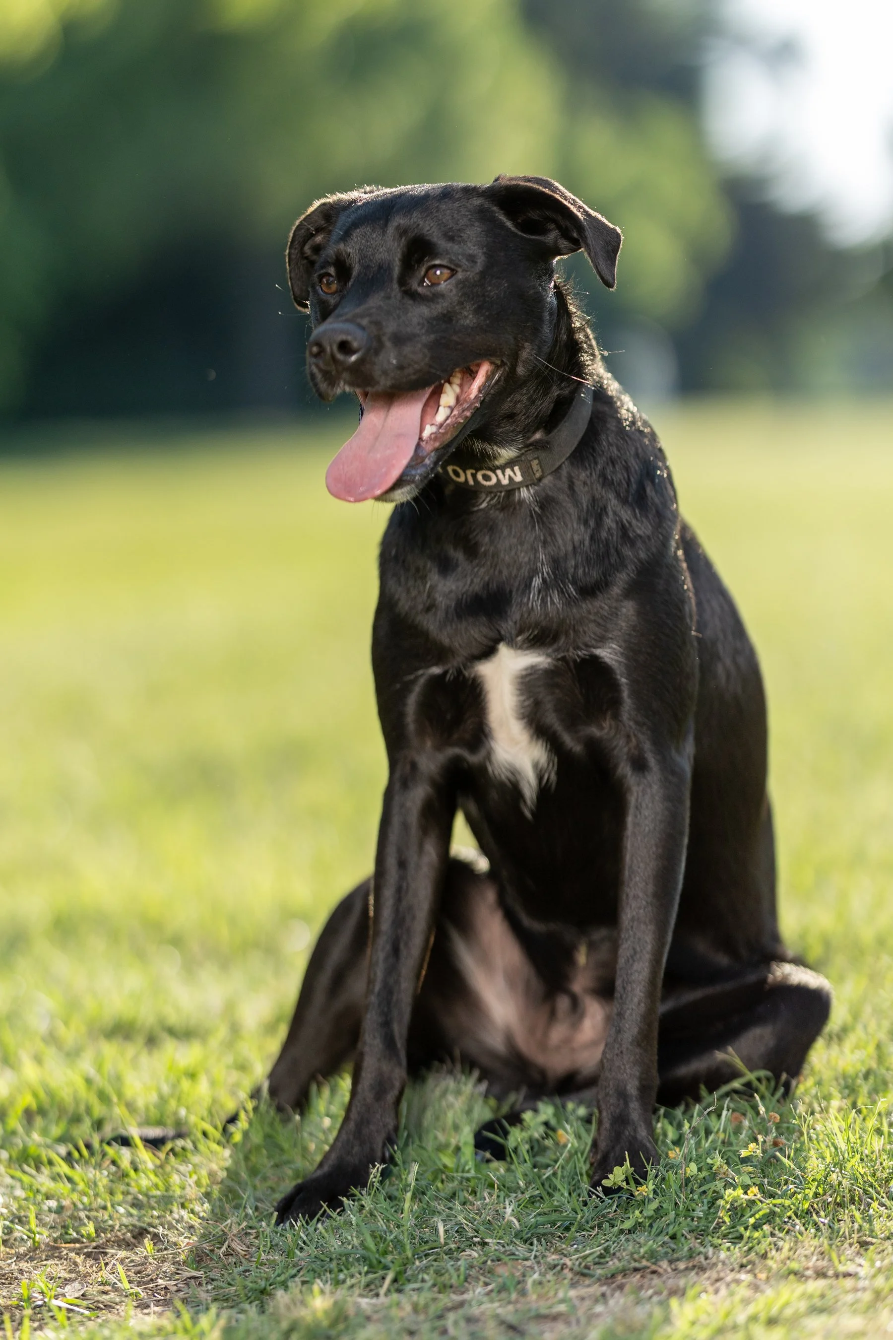 Mojo_IMG_2316.jpg