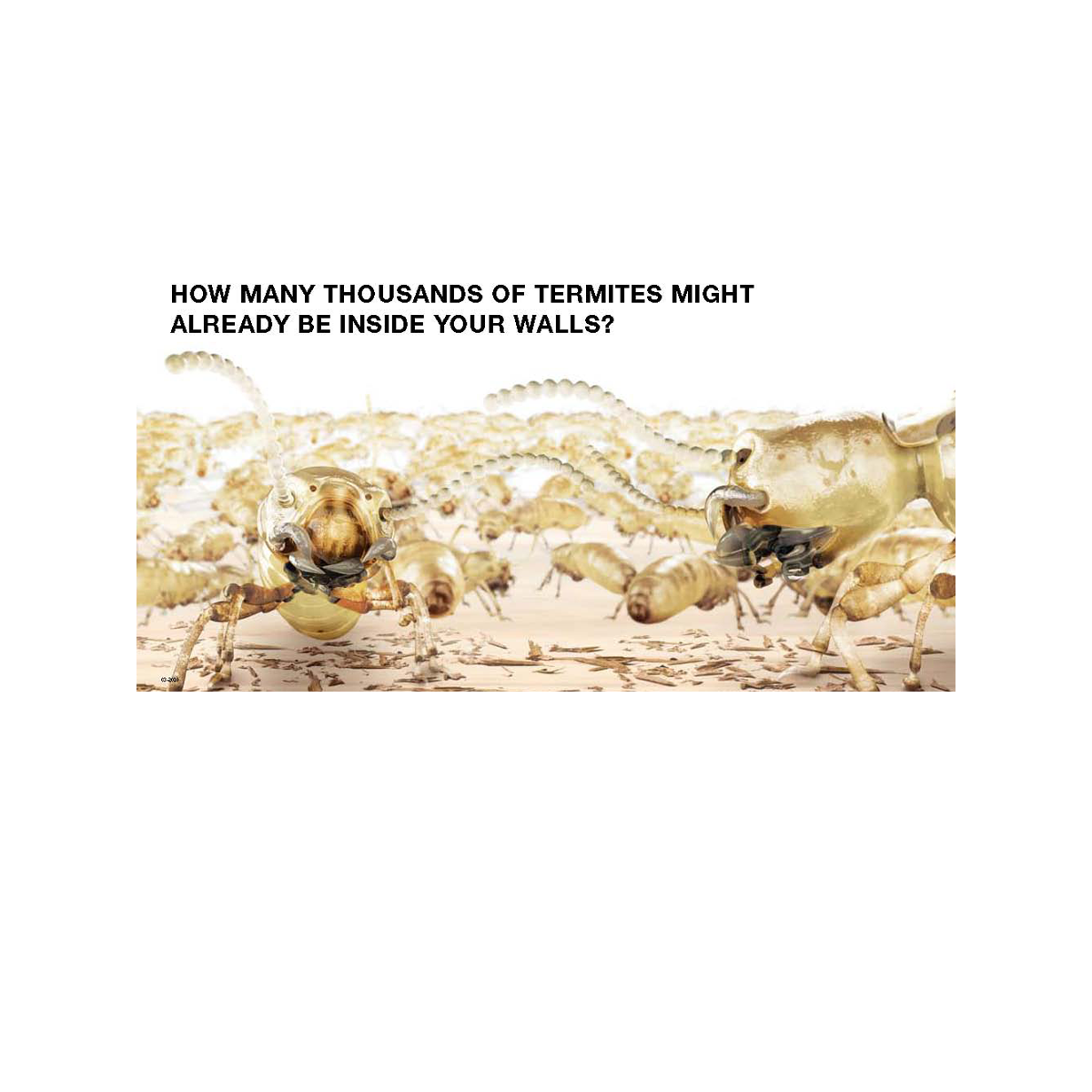 tmx termite 2.png