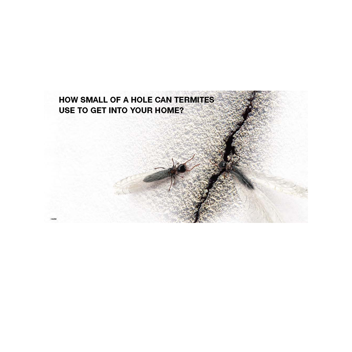 tmx termite 3.png