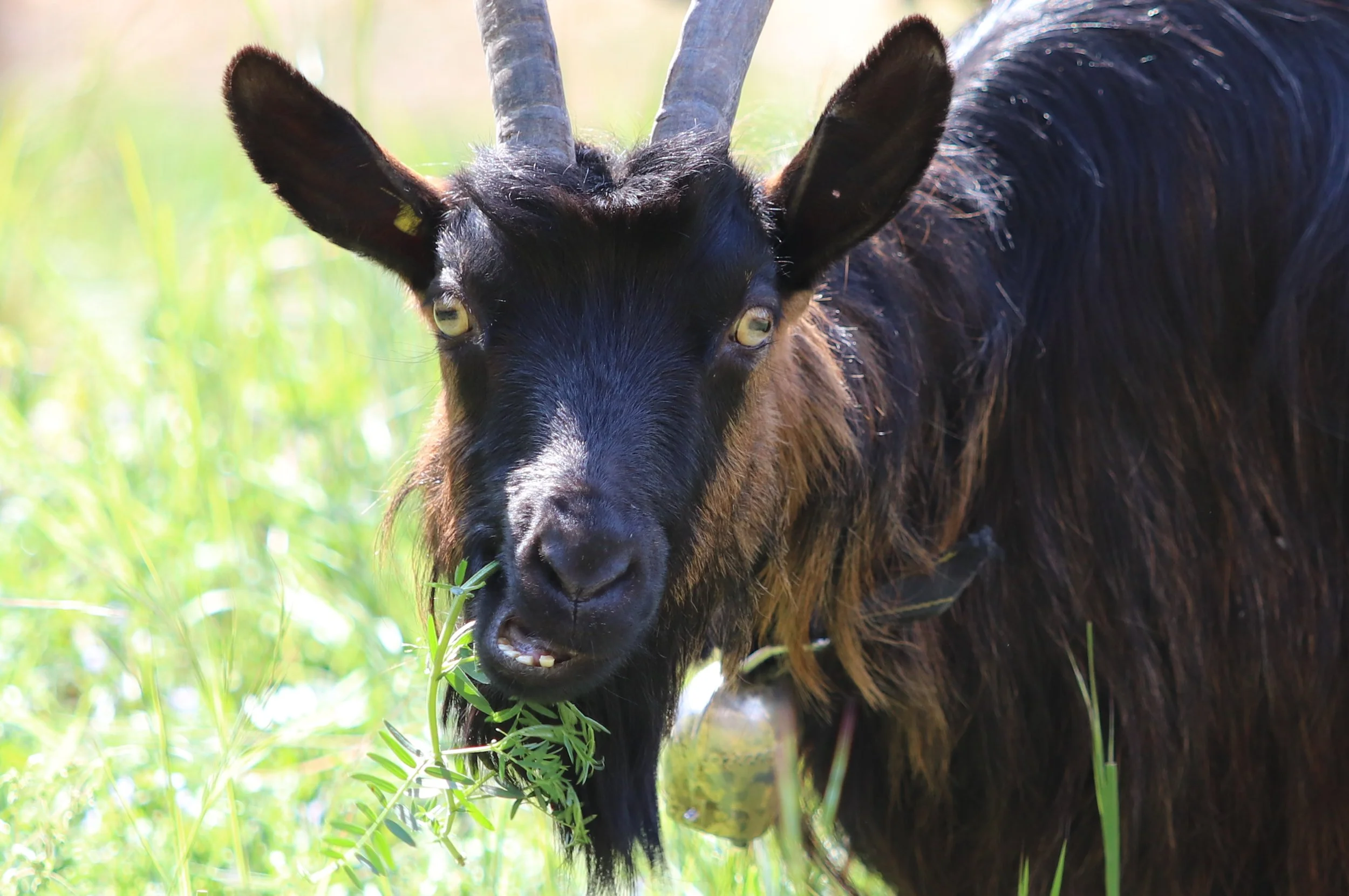 Christine ZL - Chèvre marrante.JPG