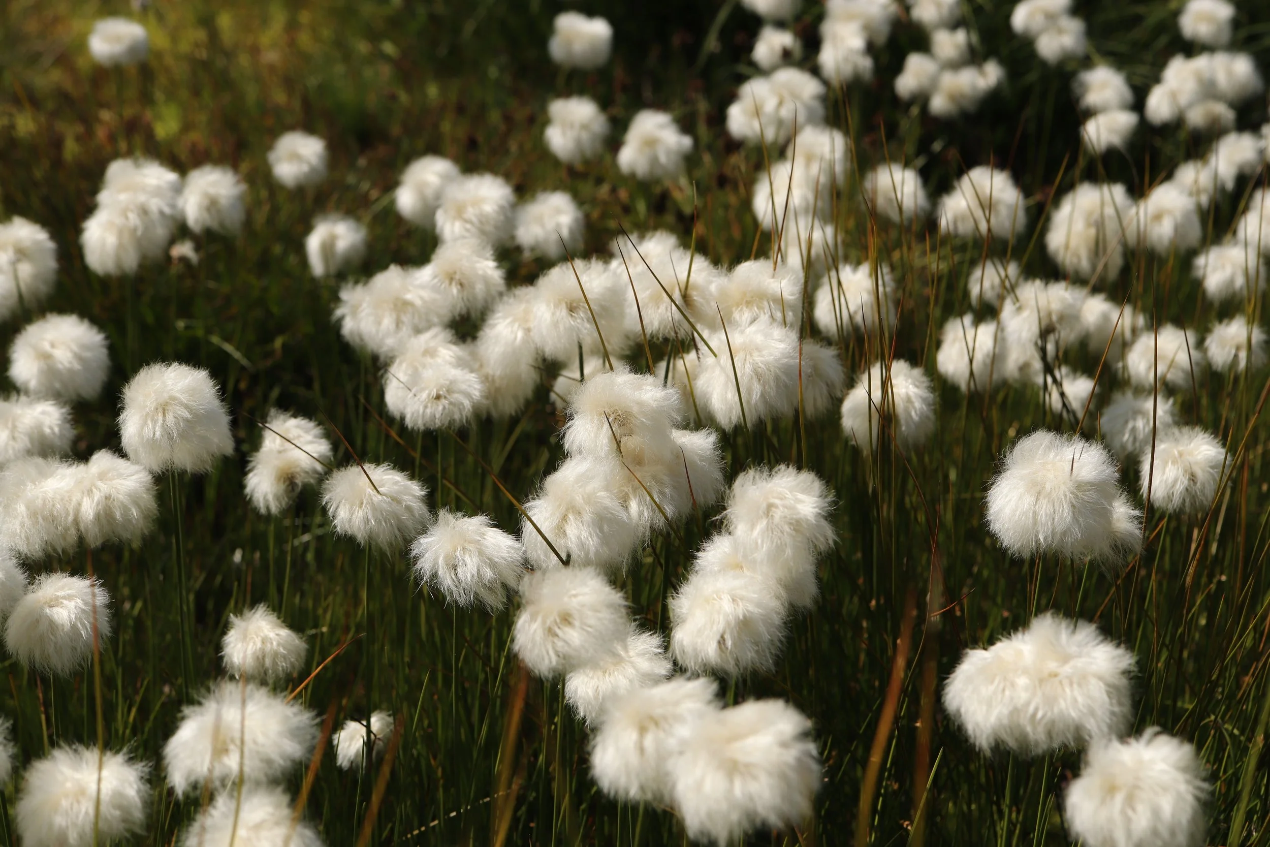 Christine ZL - Linaigrette.JPG