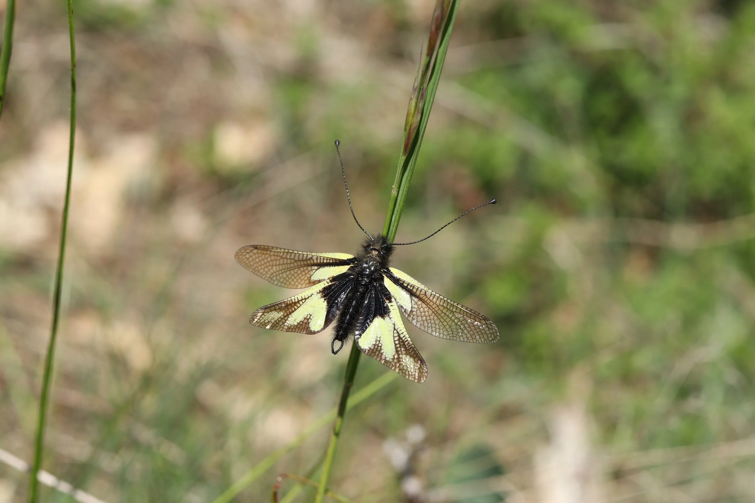 Christine ZL - Ascalaphe Soufré.JPG