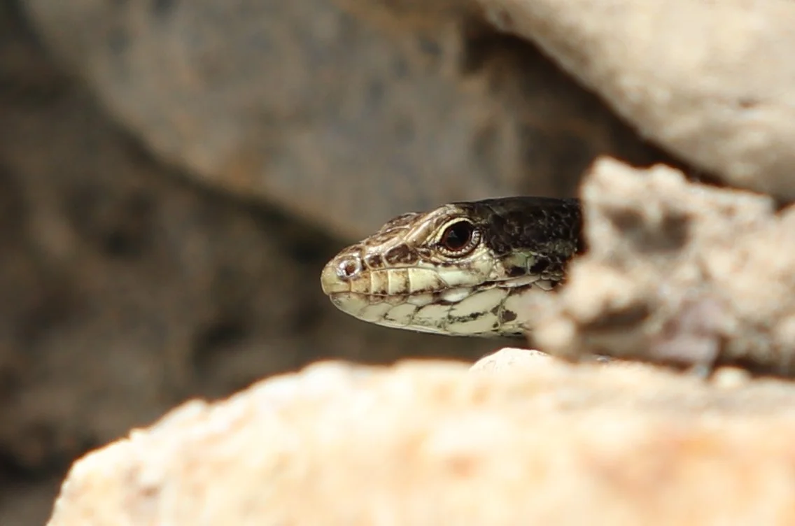 Christine ZL -Lézard 2.JPG