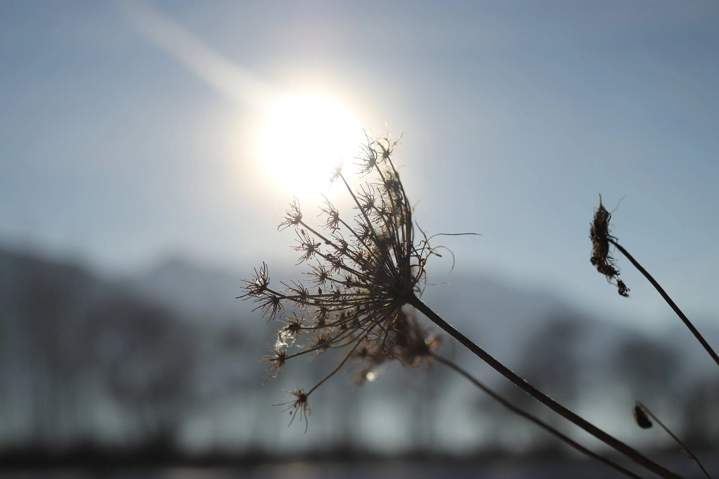 Christine ZL - Nature 23.JPG