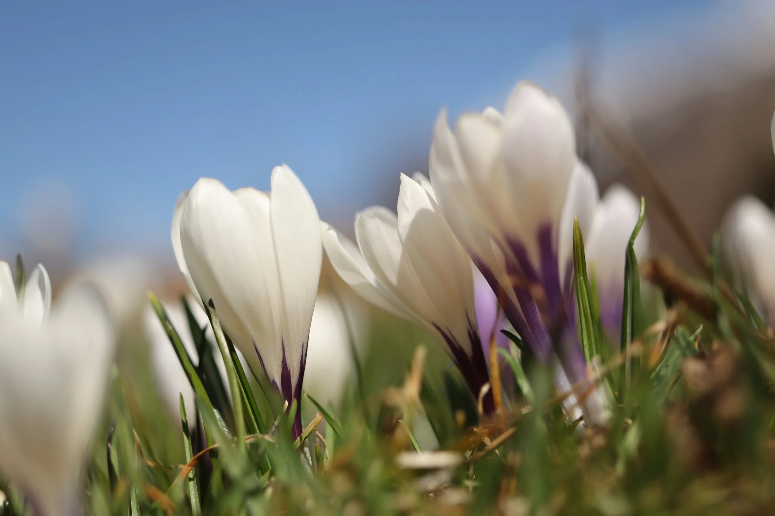 Christine ZL - Crocus.JPG