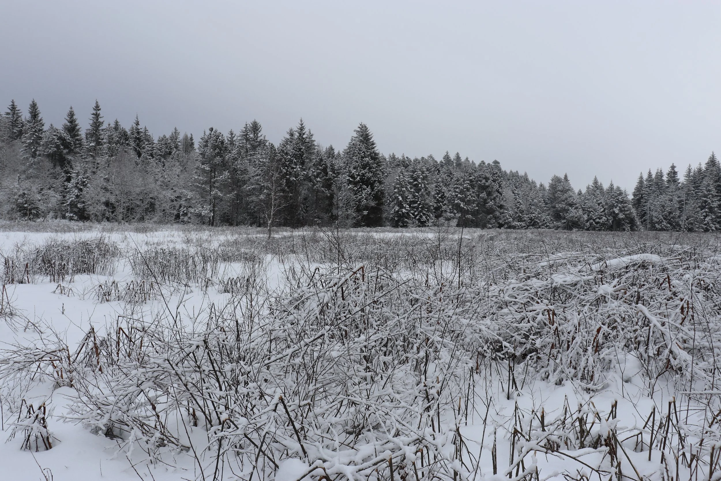 Christine ZL - Les Gurles (FR).JPG