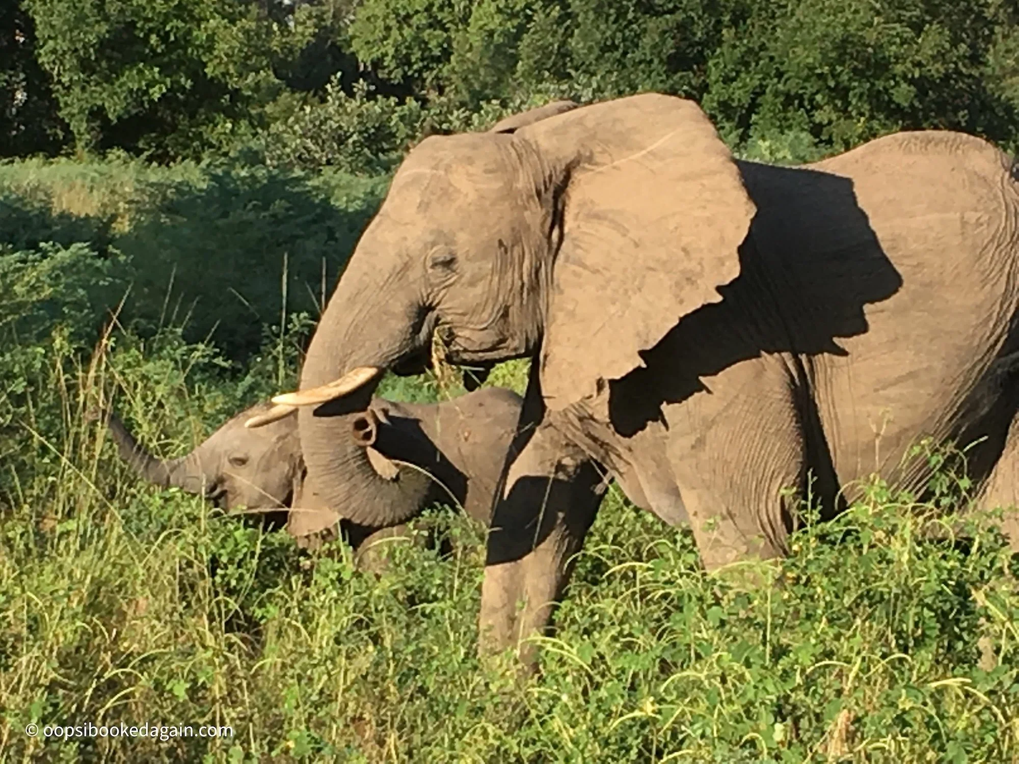 elephants walking