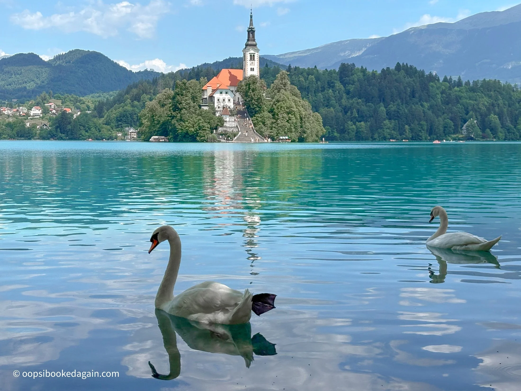 swans on lake bled in front of Bled island
