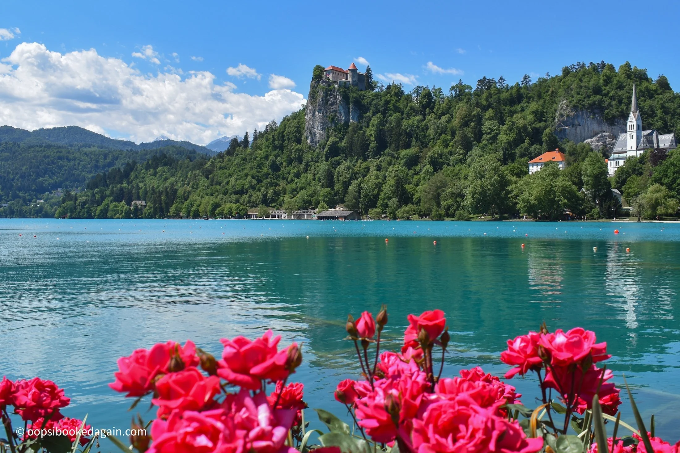 Bled Castle framed by pink roses