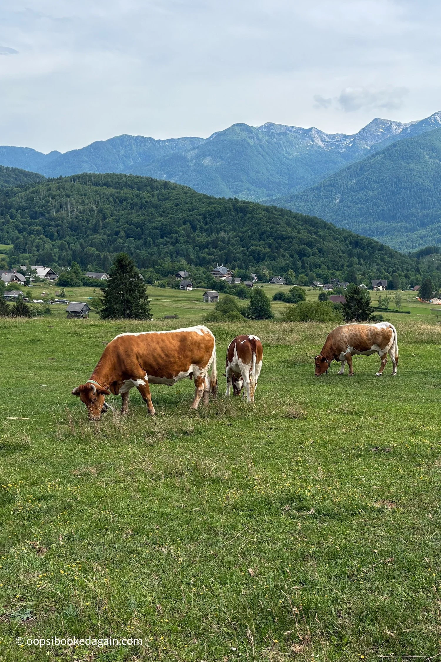 Cows in the field