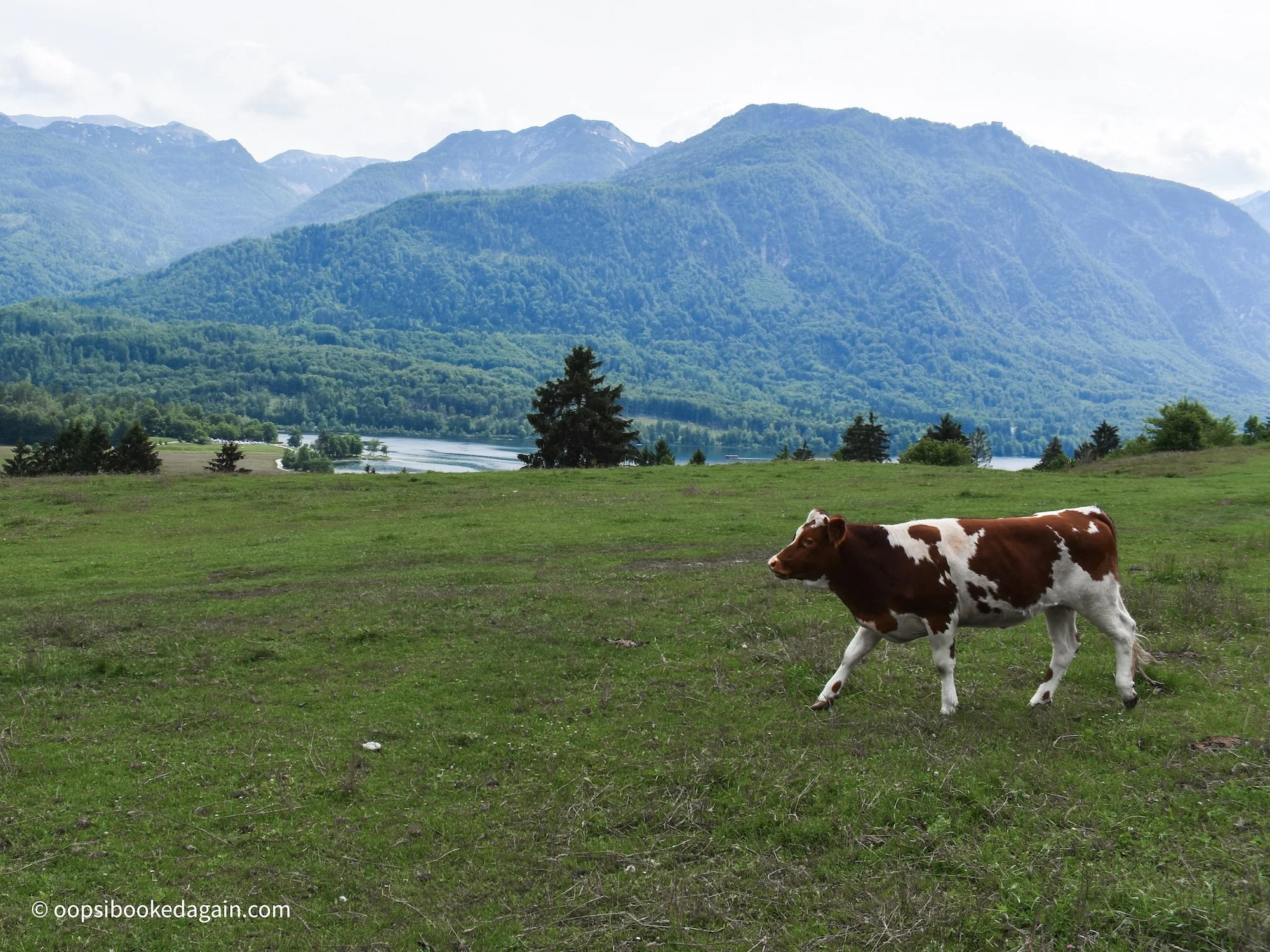Cow running across fields