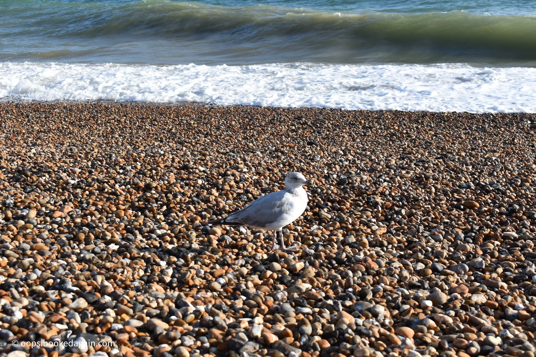 Seagull on beach