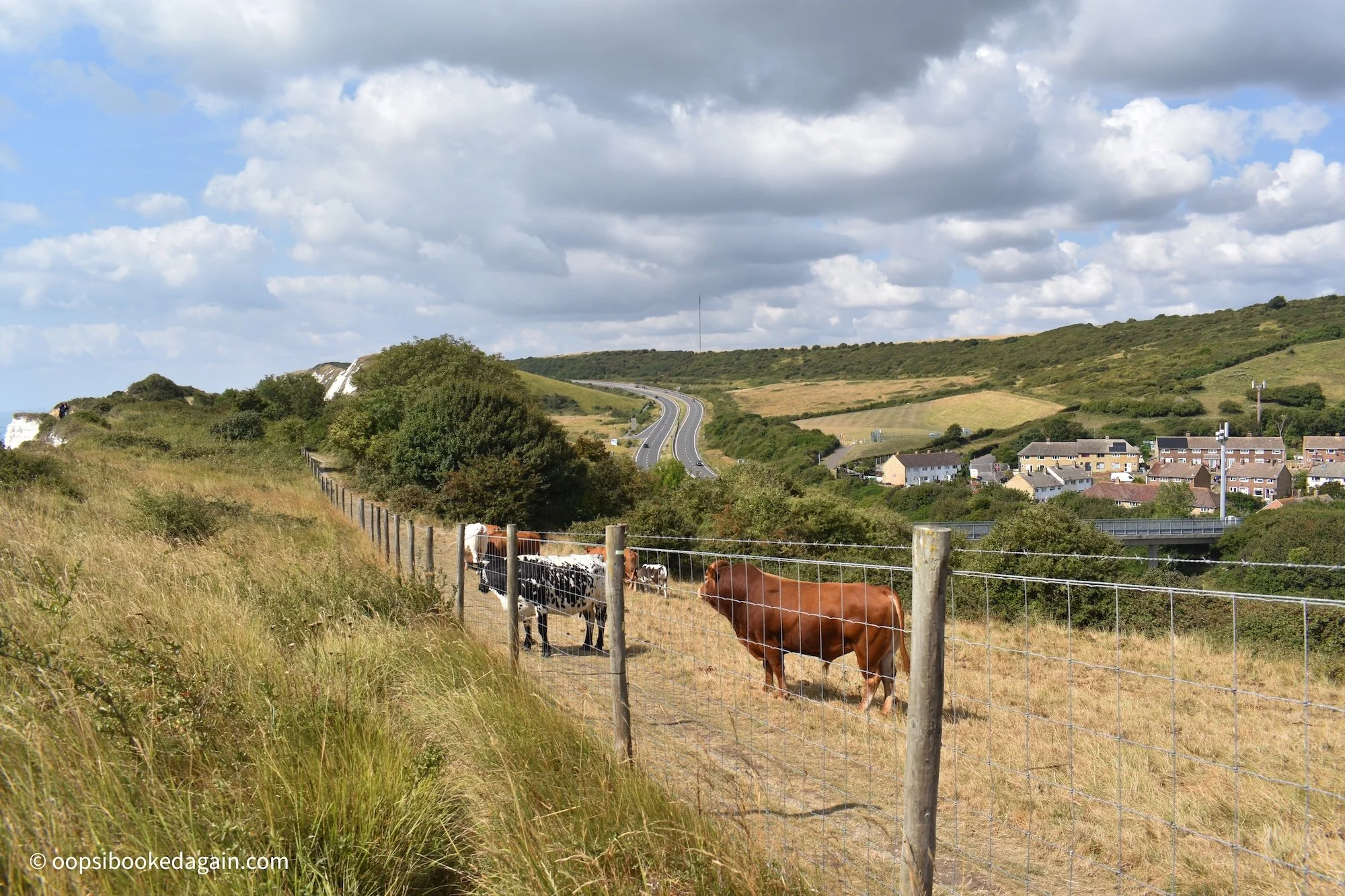 cows on hike to Folkestone