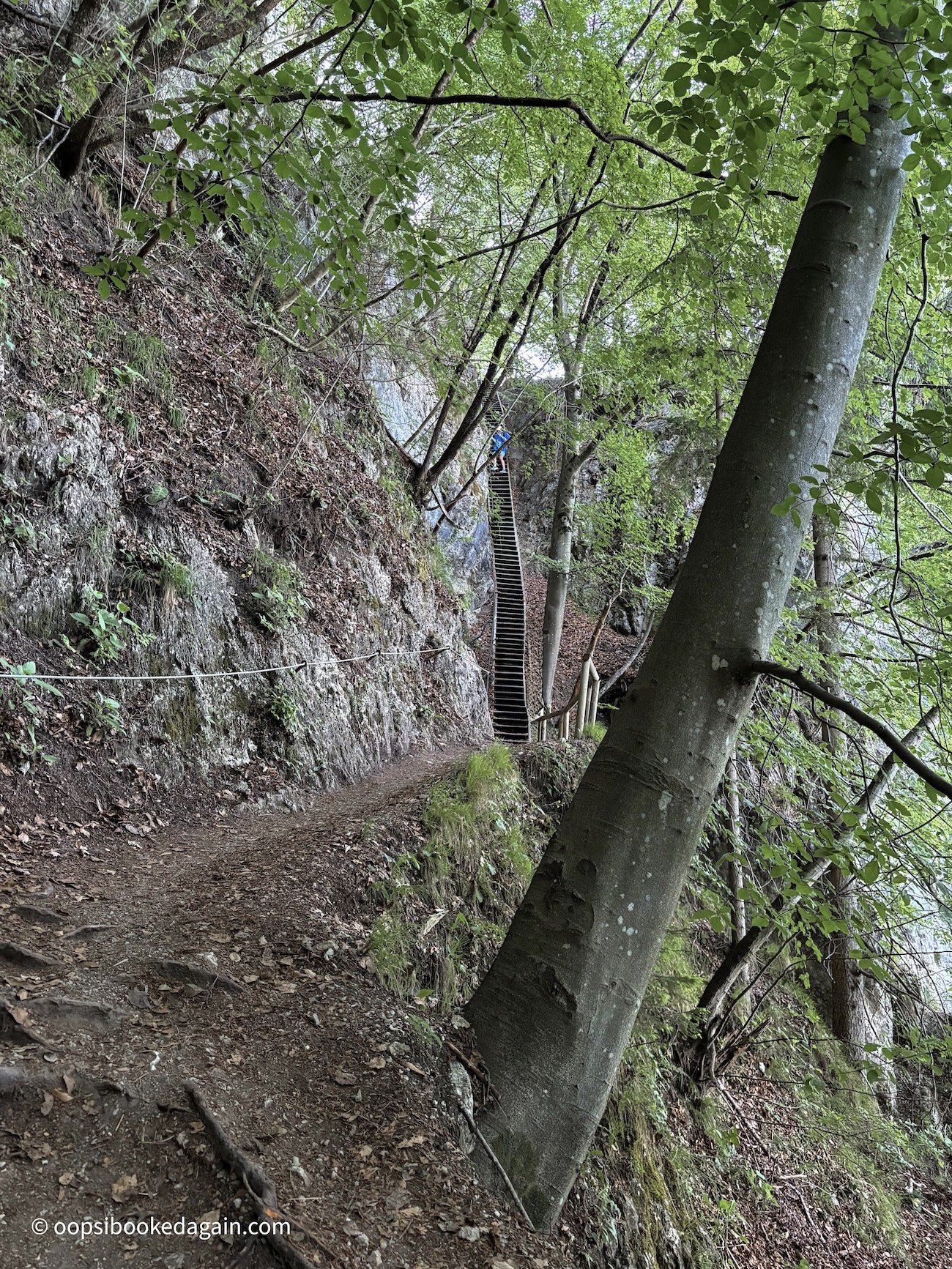Steep staircase on hike