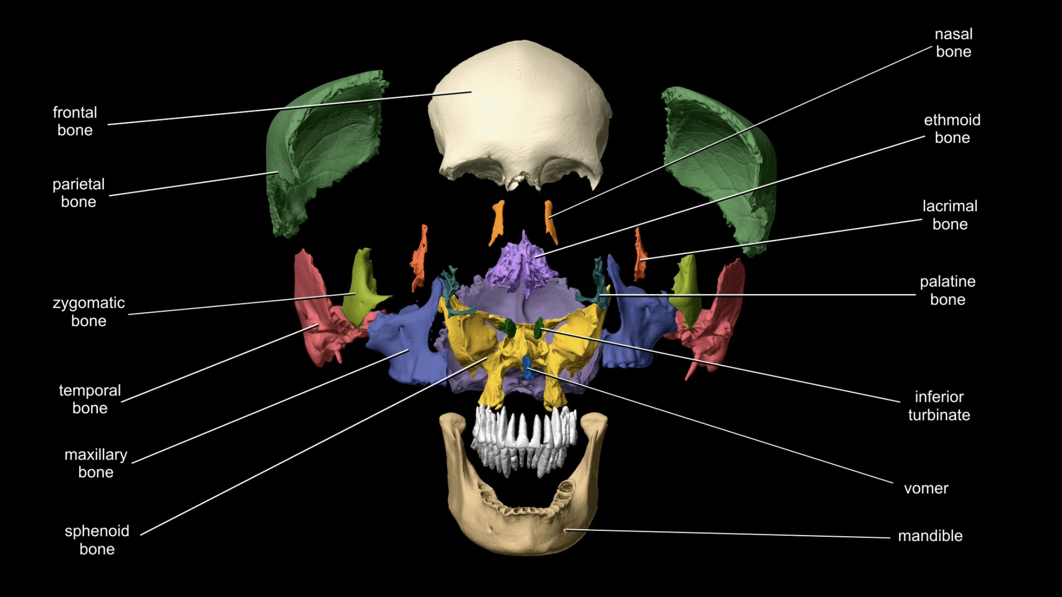 Cranial Bones.png