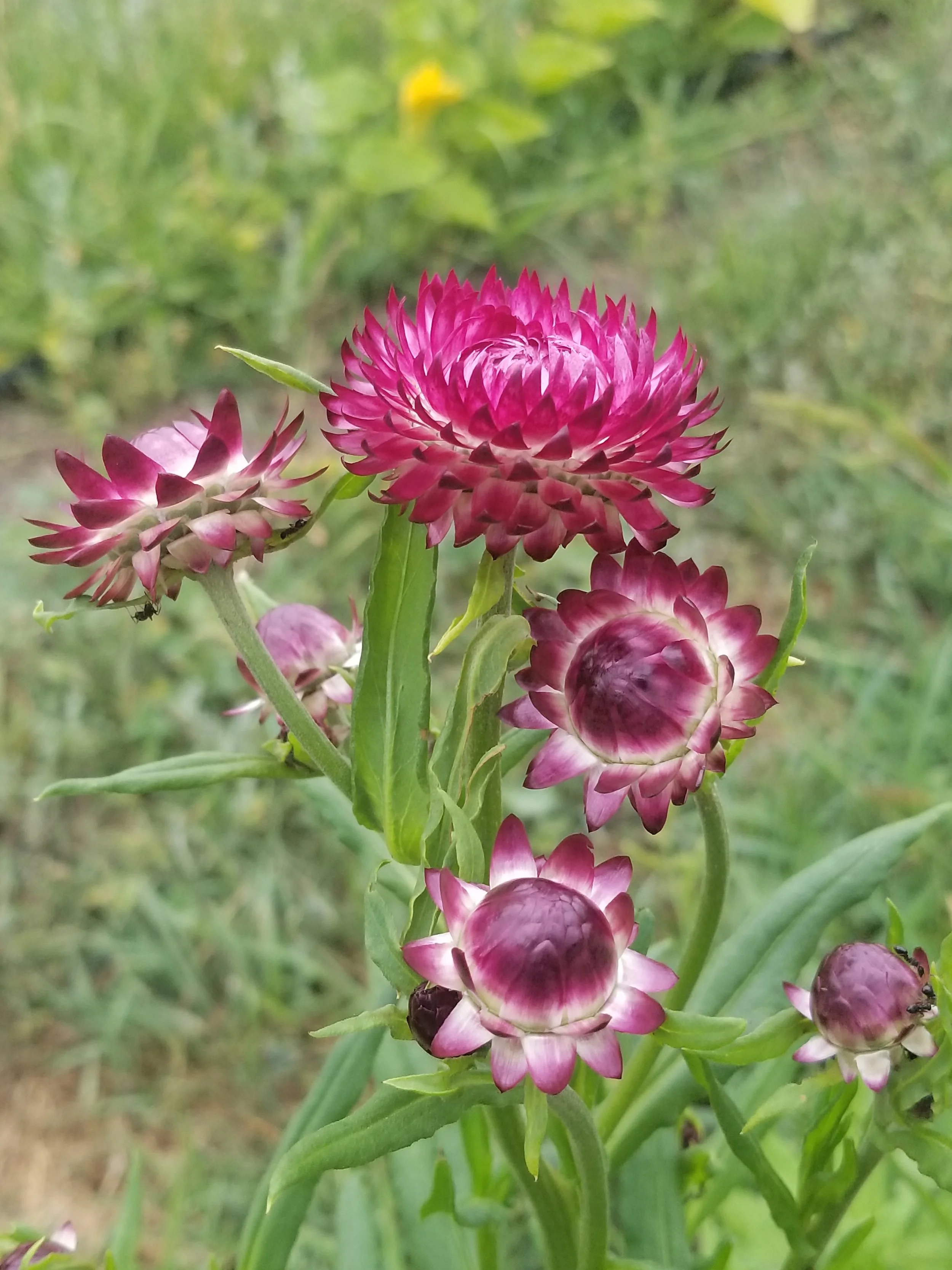 Shop — Organic garden seeds Mile 9 Seed Co.