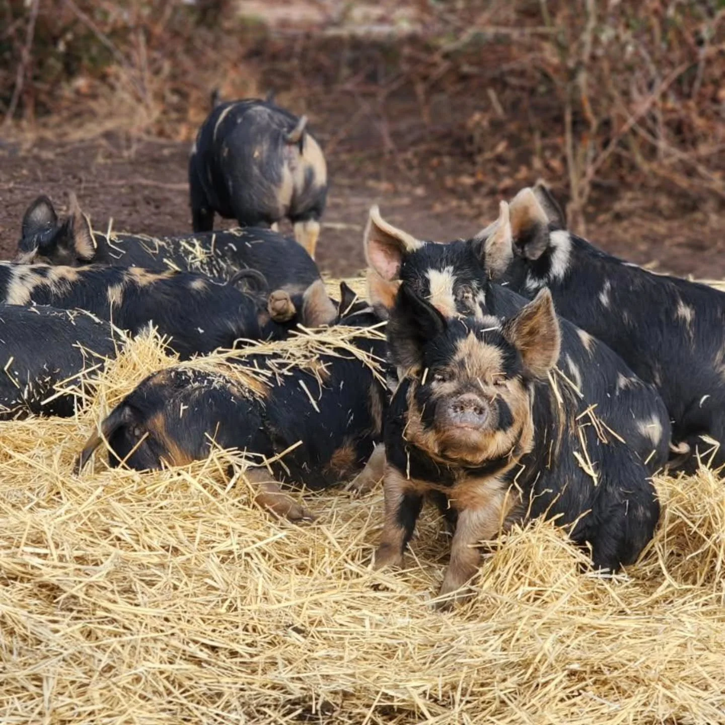 A fresh bed of straw for these guys to enjoy on this crisp sunny day! 🌞

Are you looking to source your meat from a small family farm like ours? 🥓🥩

We have beef and pork shares that are available to reserve for harvest this spring. 

The beef sha
