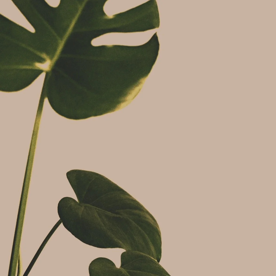 An SMS-based mental health course for Busy adults