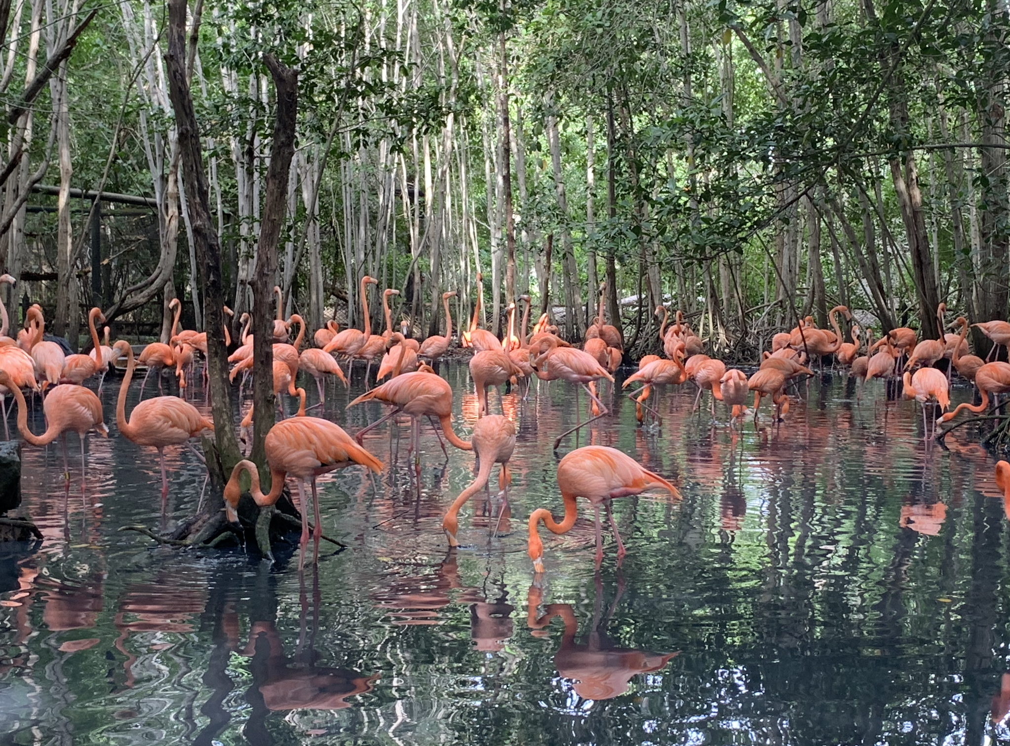 Aviary Bird Sanctuary
