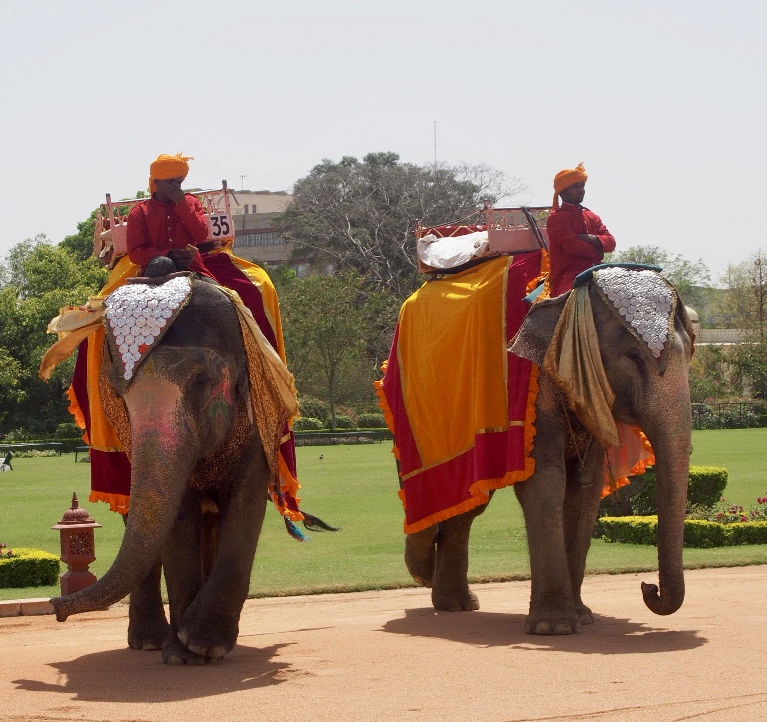 Jaipur elephants.JPG
