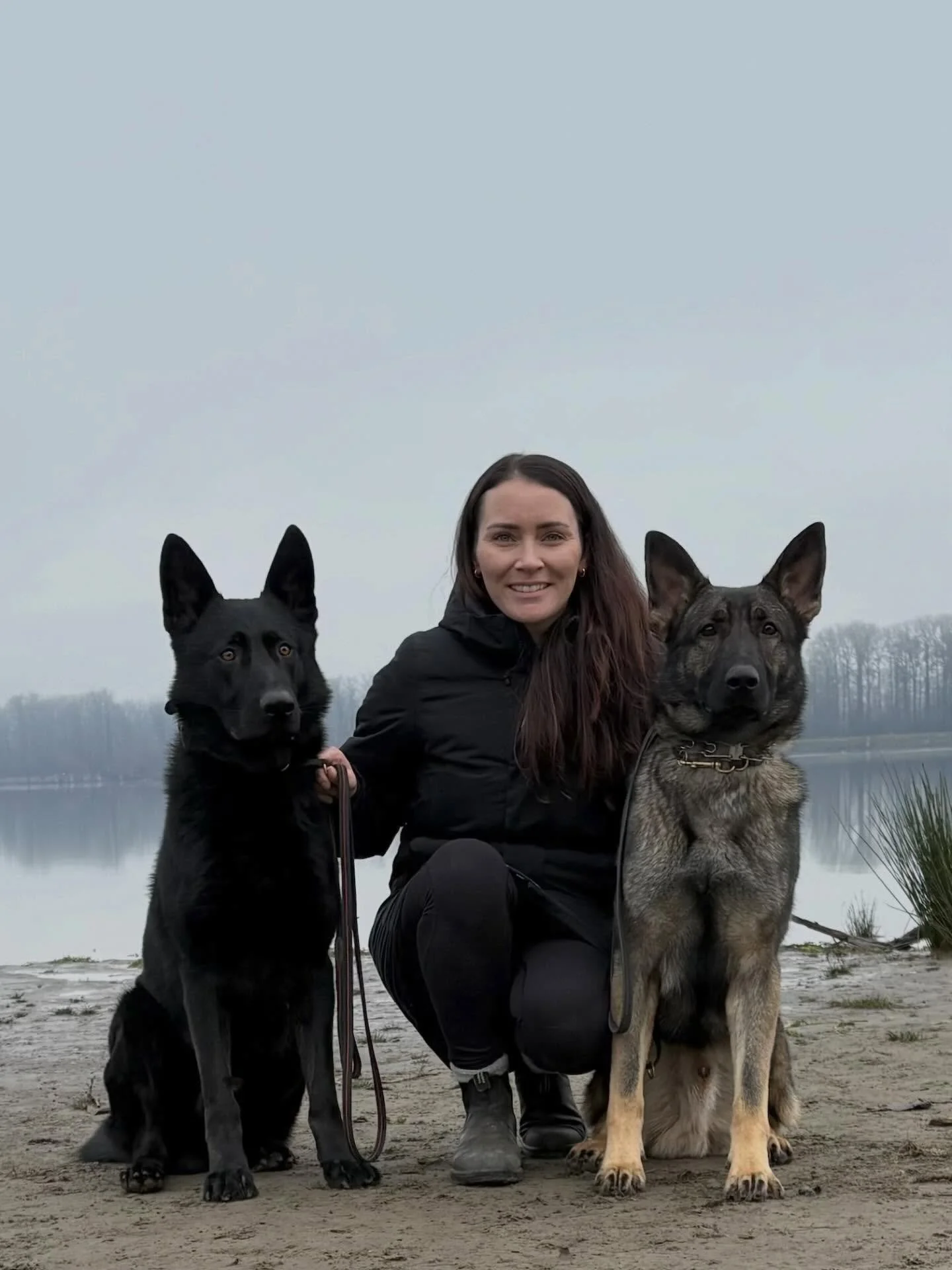 Happy New Year! #newyear2026 #dogtraining #germanshepherds #gsd