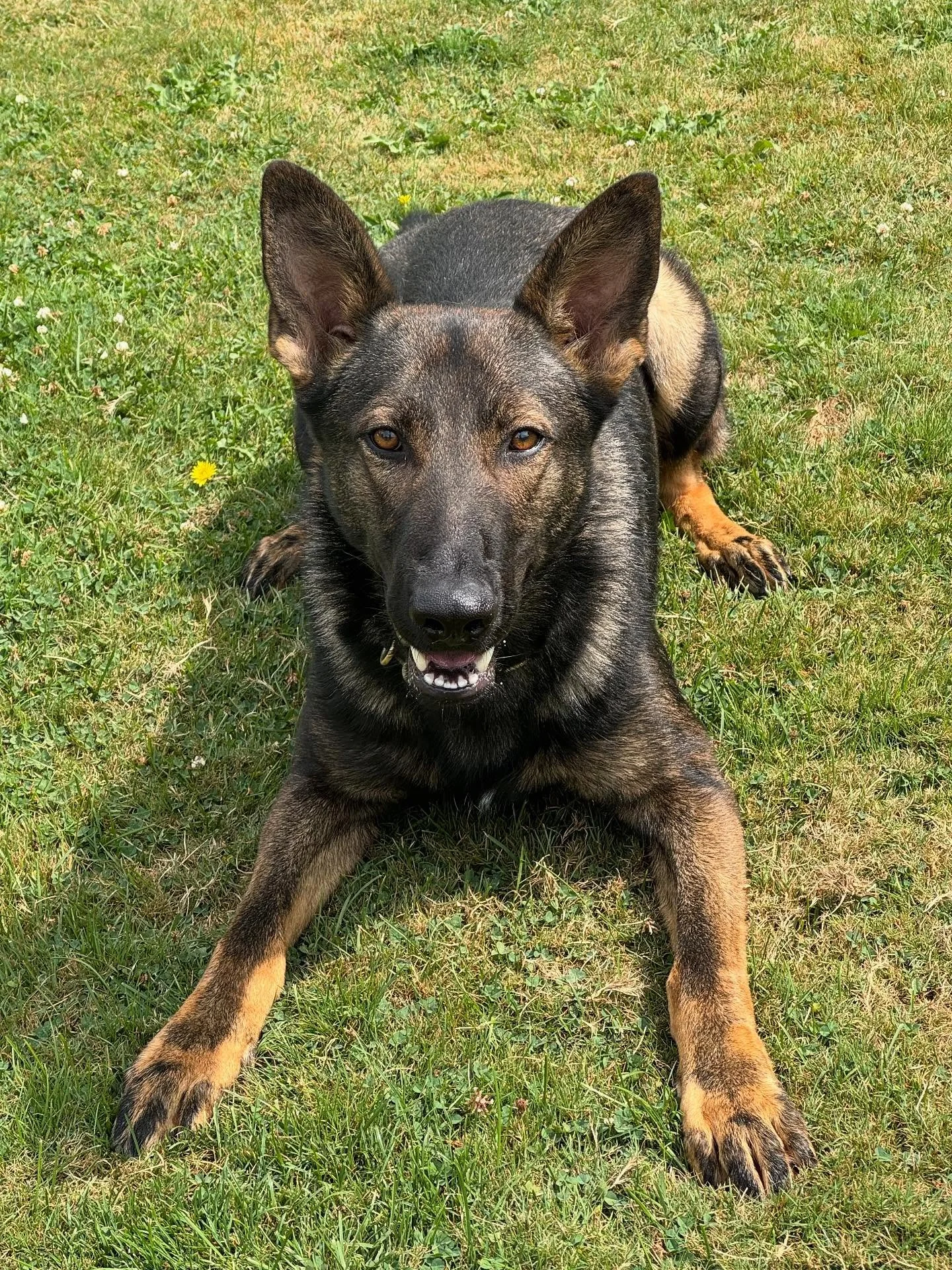 ***FOR SALE*** (edit- SOLD) 

Kobe is a coming two year old male German Shepherd. He was imported from Germany as a puppy and has been raised for sport work. He has good obedience, crate trained and has some fun sport tricks that he can show off. Kob