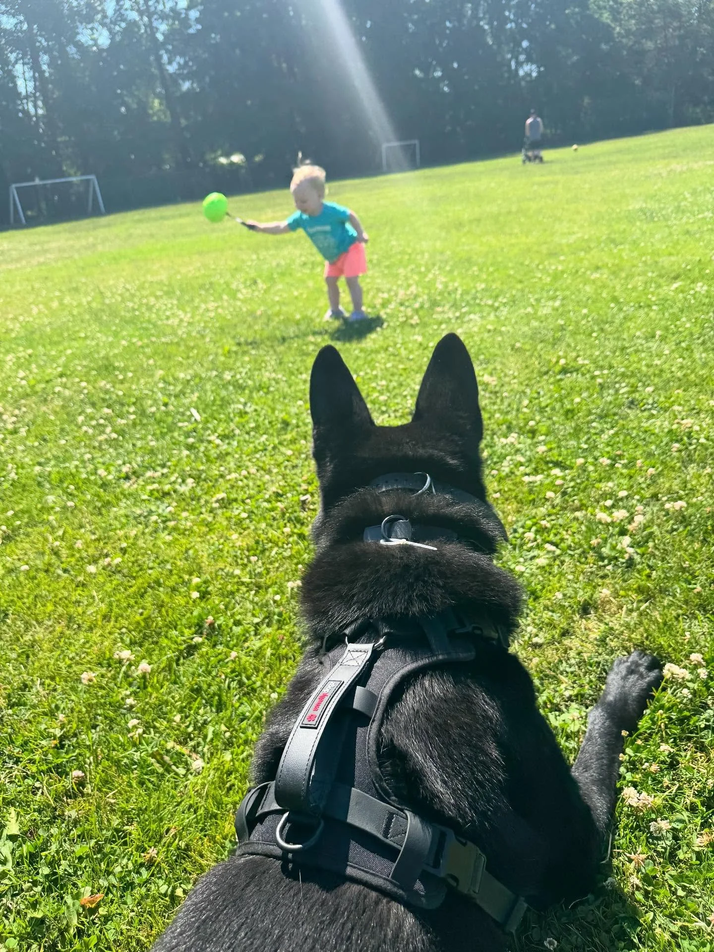 Check out @smellydogzofficial 

Rip is sporting their &ldquo;Pro-Gear Harness&rdquo; 

#germanshepherd #dogequipment #harness #dogtraining #canadianowned