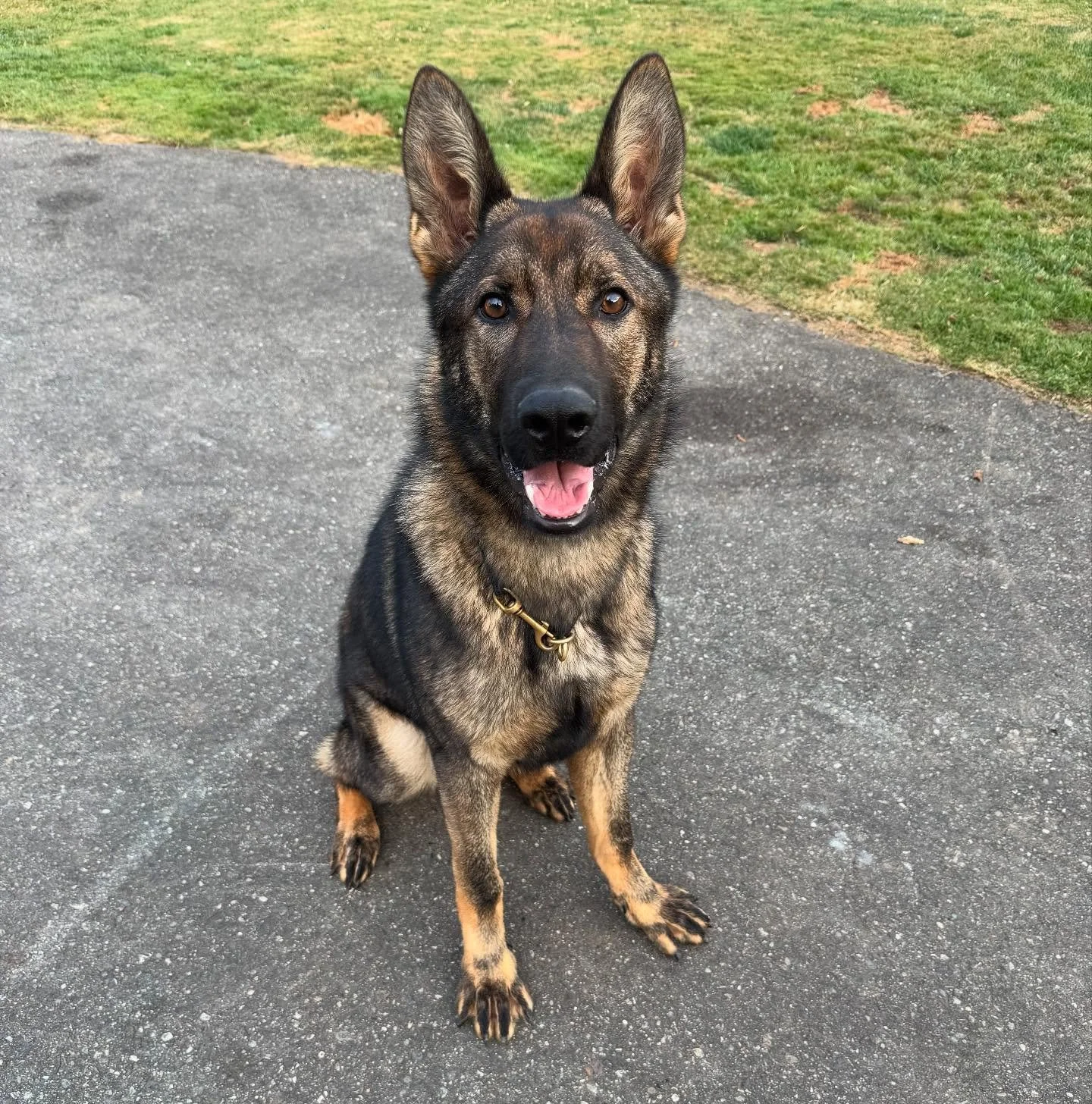 *FOR SALE* edit- SOLD

This handsome guy is Zeus! He is an 8 month old CKC registered German Shepherd. Zeus has been raised around kids, other dogs and horses and would be suited for an active pet home. Please message me for more info!