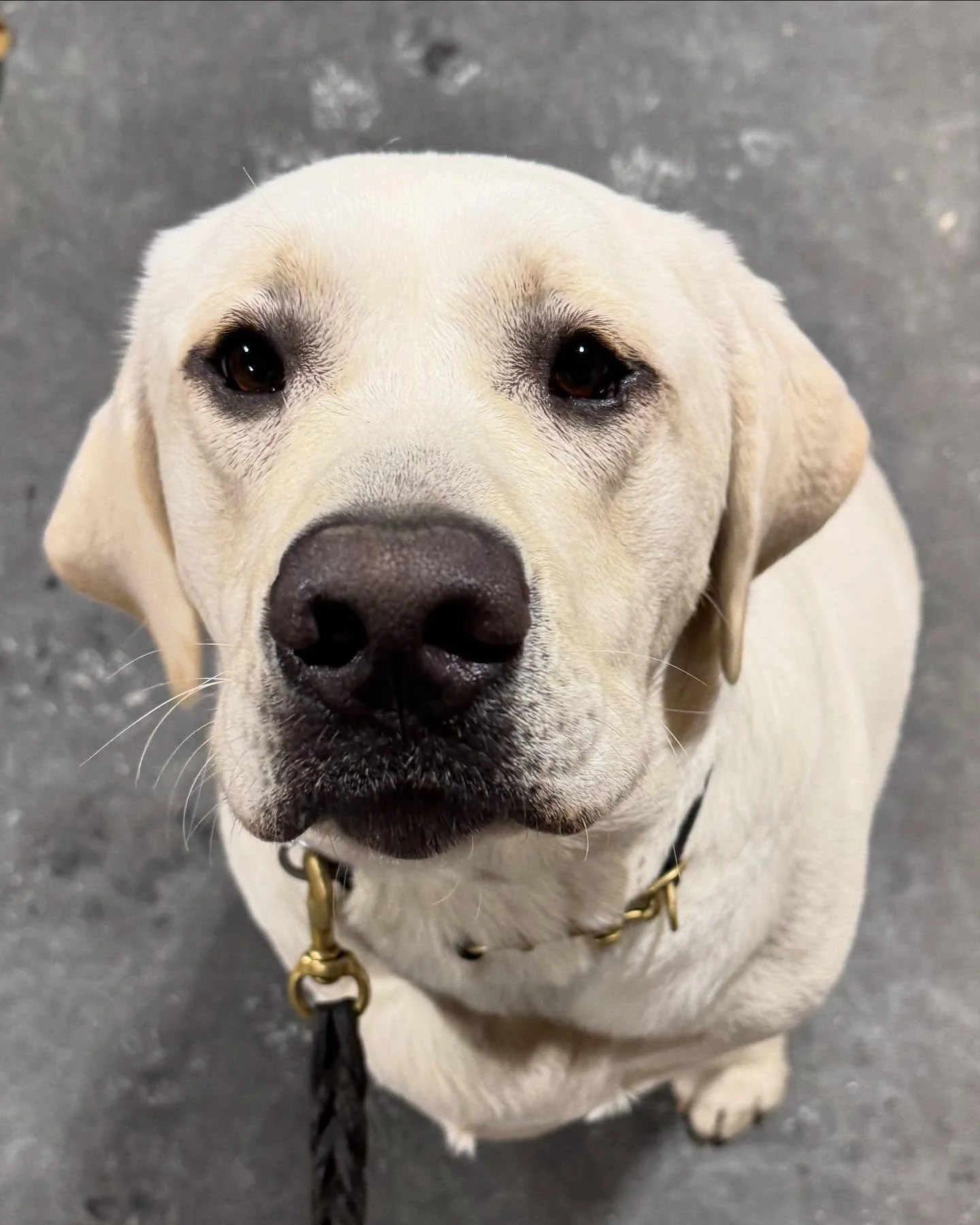 Introducing Navy! He is just over a year old and is a very large Lab. Navy is here for four weeks of board and training to break some naughty habits and learn to be more cooperative! #boardandtrain #labrador #lab #dogtraining #naughtydog
