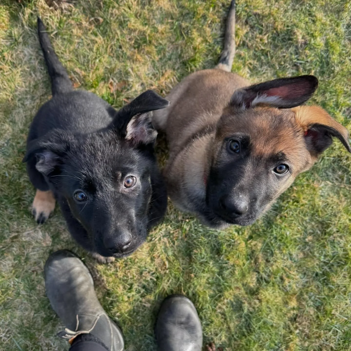 German Shepherd Puppies For Sale

These cuties are here with me to start their training and find forever homes! We&rsquo;re currently working on crate training, potty training, socialization and basic foundation work! Shoot me a message for more info