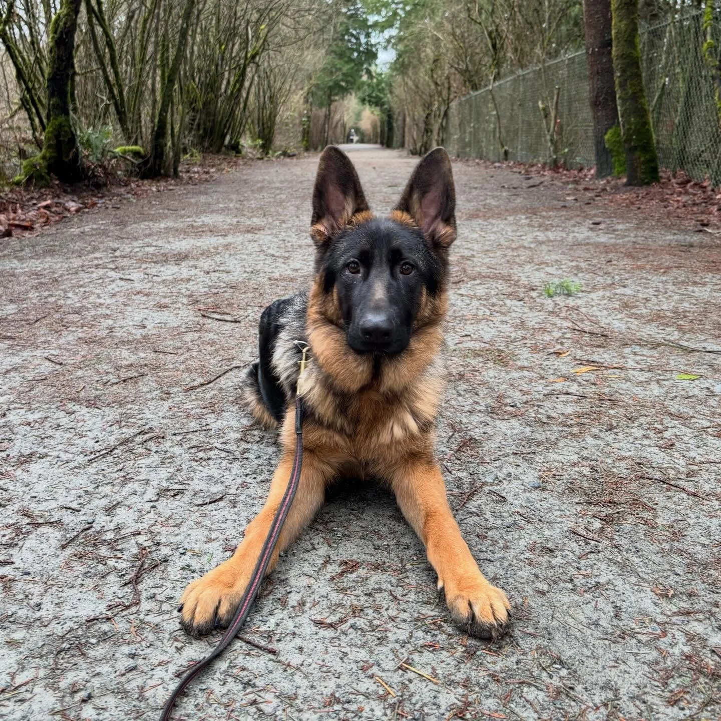 *Dayton* 
 Little late to post but this handsome guy completed four weeks of bootcamp. Dayton was the first board and train to kick off 2026 as well as my start back to training since being on maternity leave. 

Dayton is a six month old German Sheph