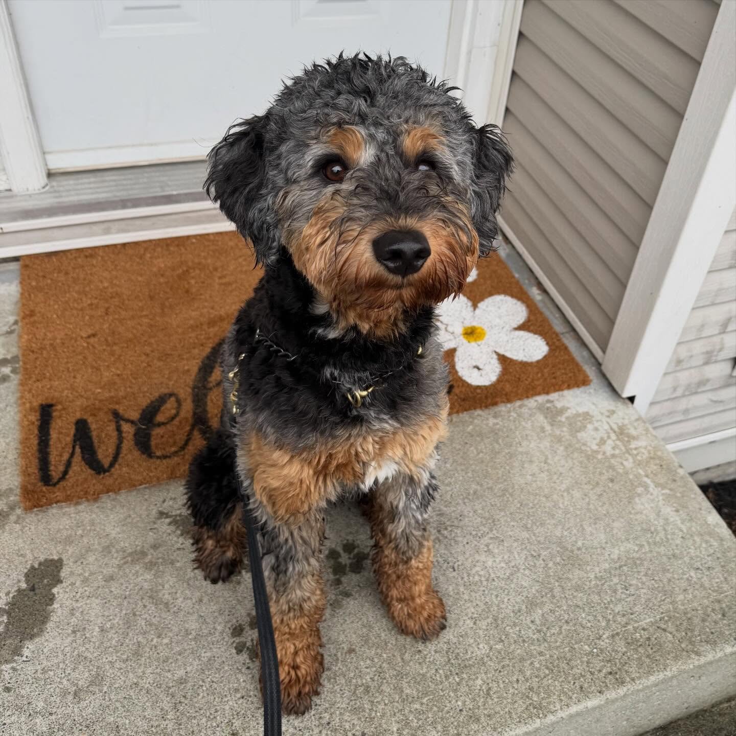 Meet Louie!

This guy is a one year old doodle. He has been here for almost two weeks already and we are working on&hellip;. 

 ~ resource guarding 
 ~ excessive whining 
 ~ he has a bite history
 ~ leash pulling
 ~ place training 
 ~ jumping on peop