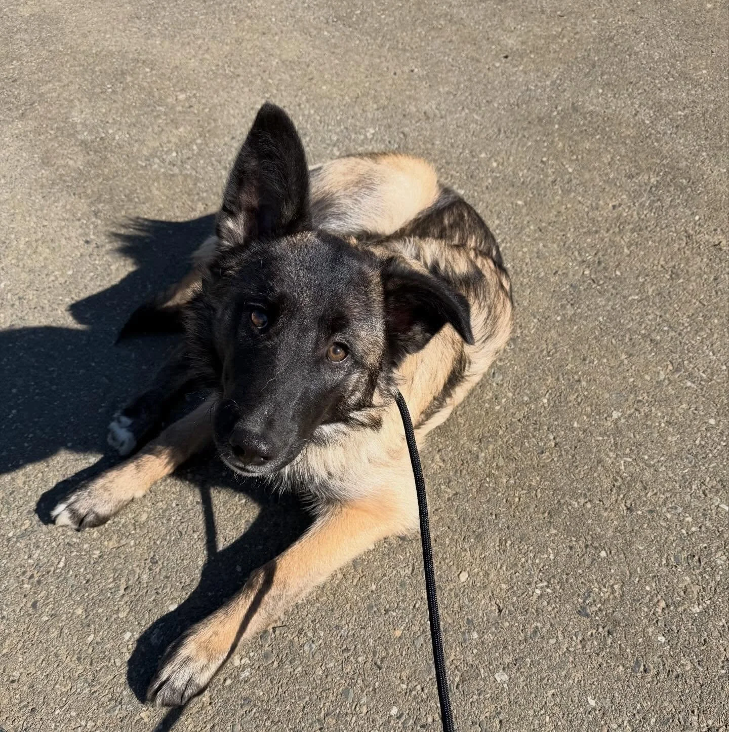 Meet Teddy - or as Jenna calls him Teddy Bear 🐾

Teddy is a five-month-old mixed breed puppy that was rescued from Nunavut!

He&rsquo;s a sweet but timid boy who&rsquo;s still learning that the world isn&rsquo;t such a scary place. Teddy is working 