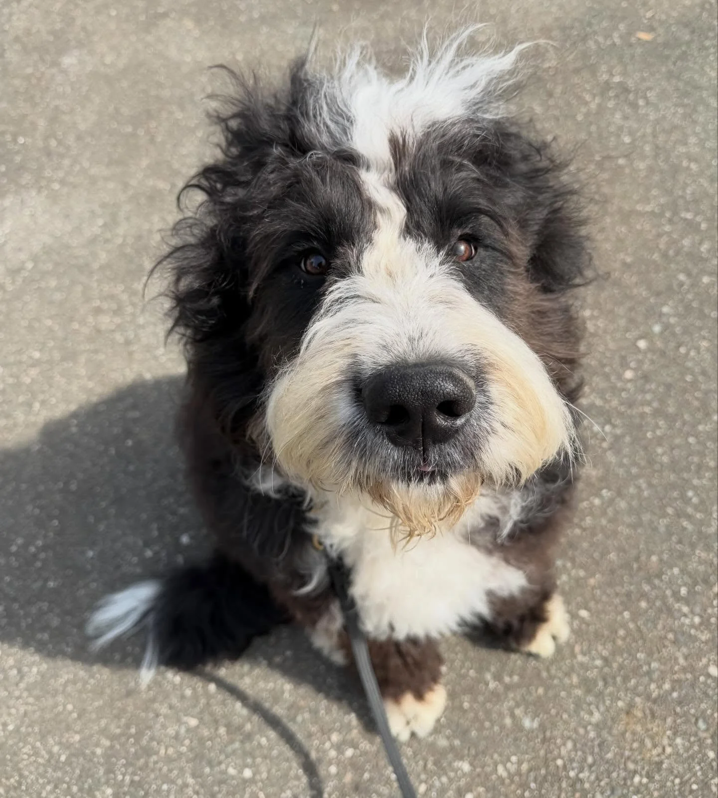 Bruce 🐾 #doodle #dogtraining #obedience