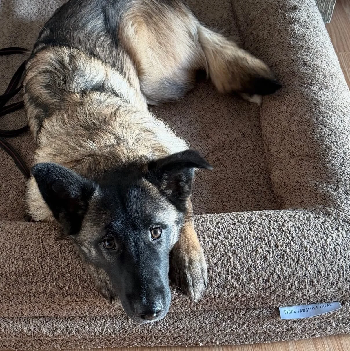 Teddy is absolutely loving our new bed from @gigispawsitiveimpact 🐾 🤎

#placetraining
#obedience 
#boardandtrain 
#fraservalleydogtraining
#rescuedog