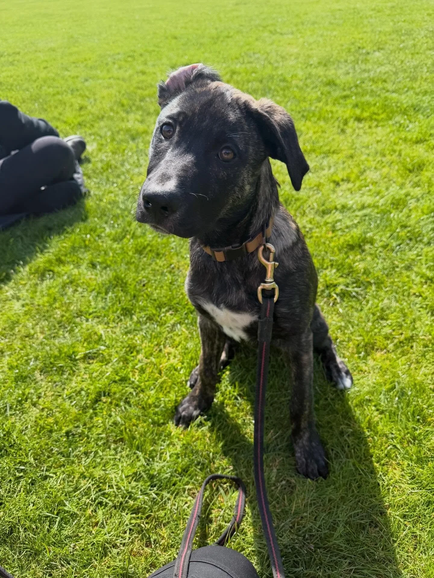 Charlie! 🐾

This guy is a four month old mix breed who has been staying with me for less than a week. Before coming he did not know how to down, go to his place or wait. Let&rsquo;s just say he&rsquo;s one smart cookie! 

#rescuedog
#puppytraining 
