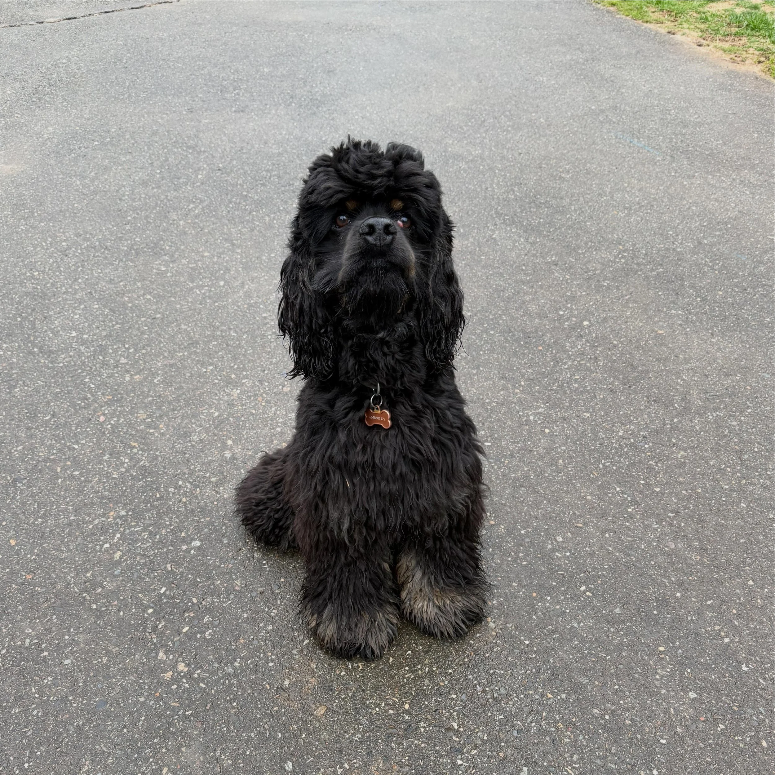 ~Duke~

This little guy is a 10 month old Cocker Spaniel. He is here for all his basic obedience and we will be addressing other issues like&hellip;. Potty training, nuisance barking and other naughty puppy behaviours he hasn&rsquo;t grown out of. 

