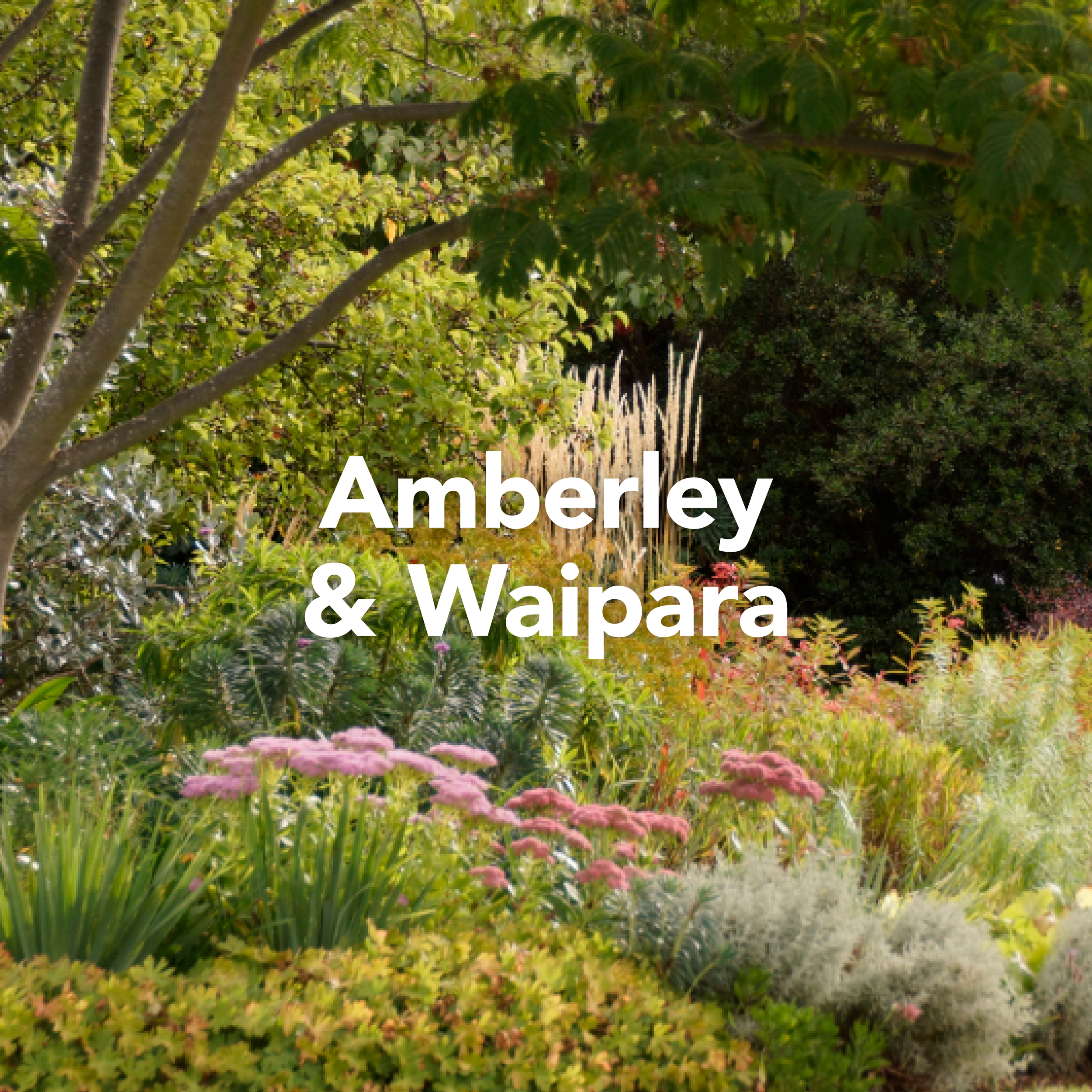 Lush garden with various green plants, trees, pink flowers, and tall ornamental grasses, with text overlay reading "Amberley & Waipara"