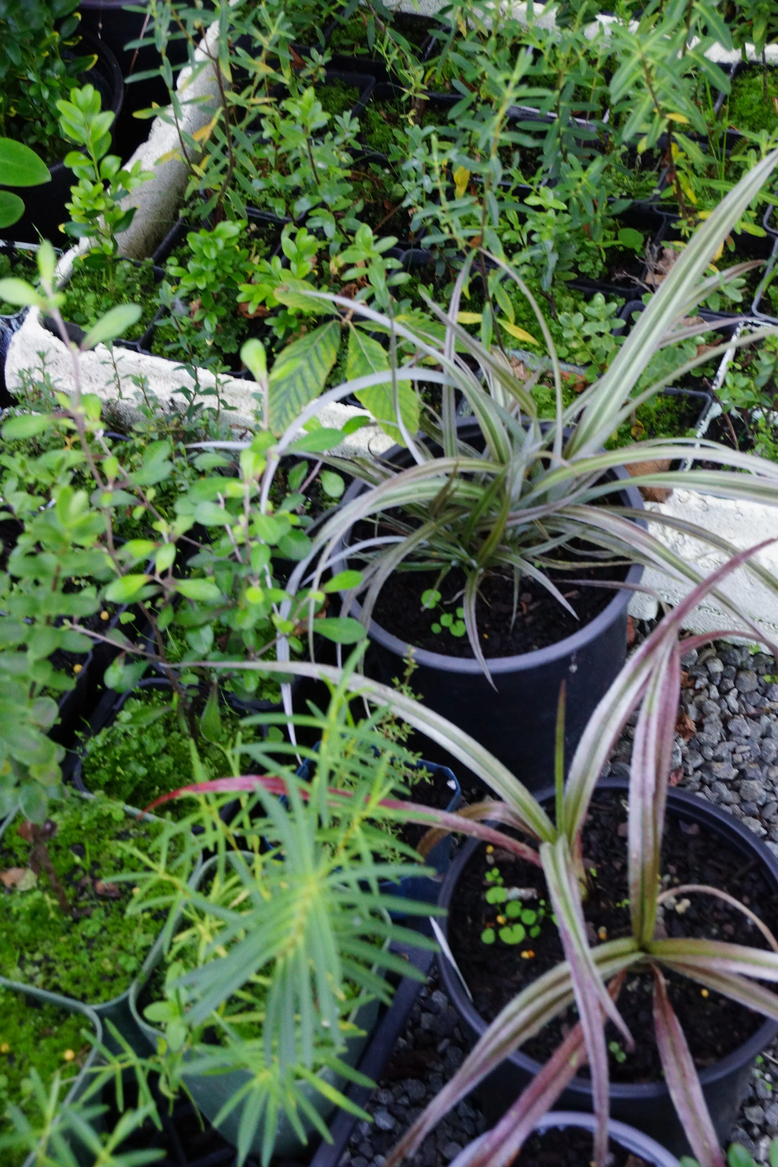 Plants for Sale