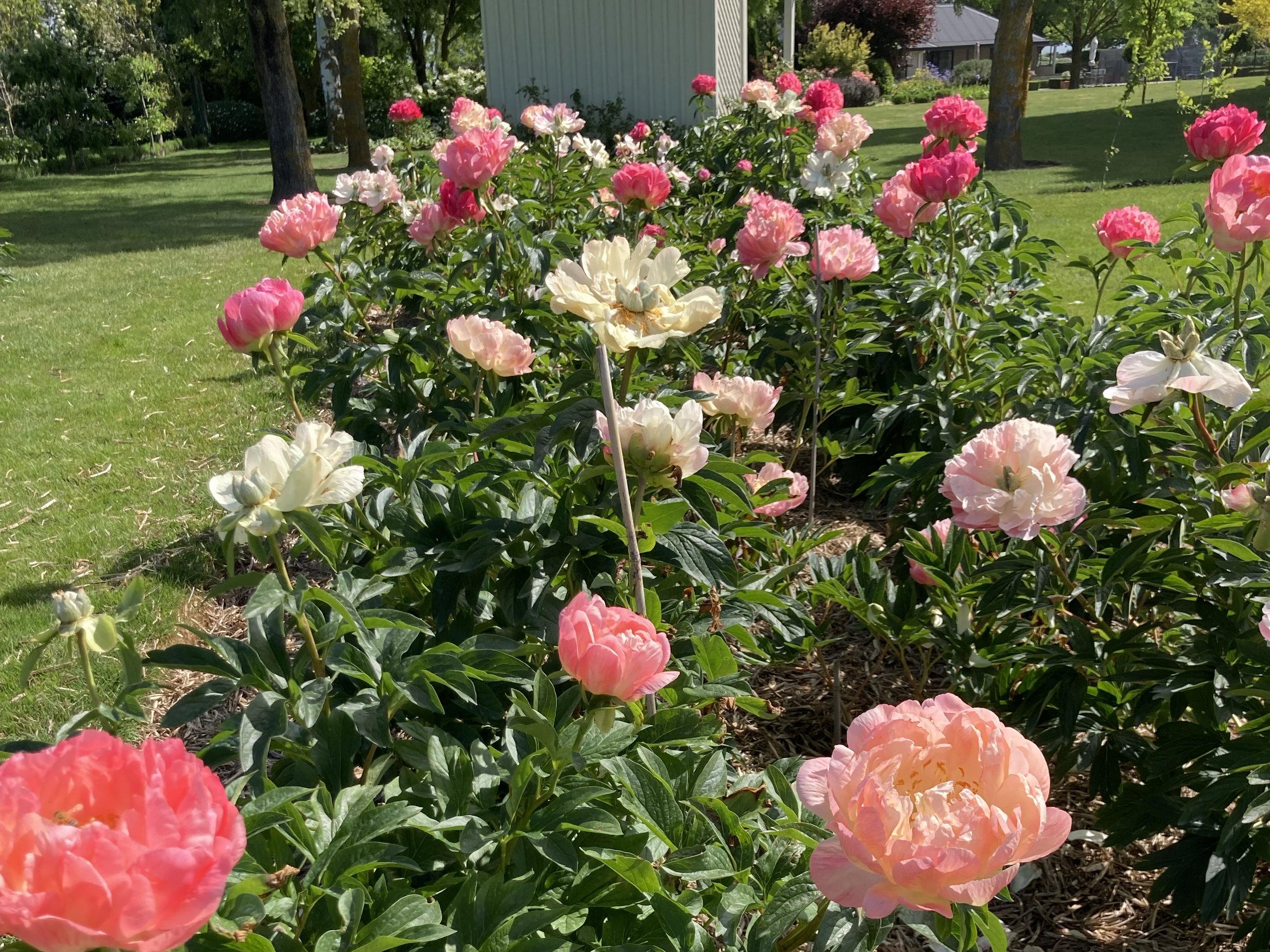 5_Loch Leven Peonies_web.jpg