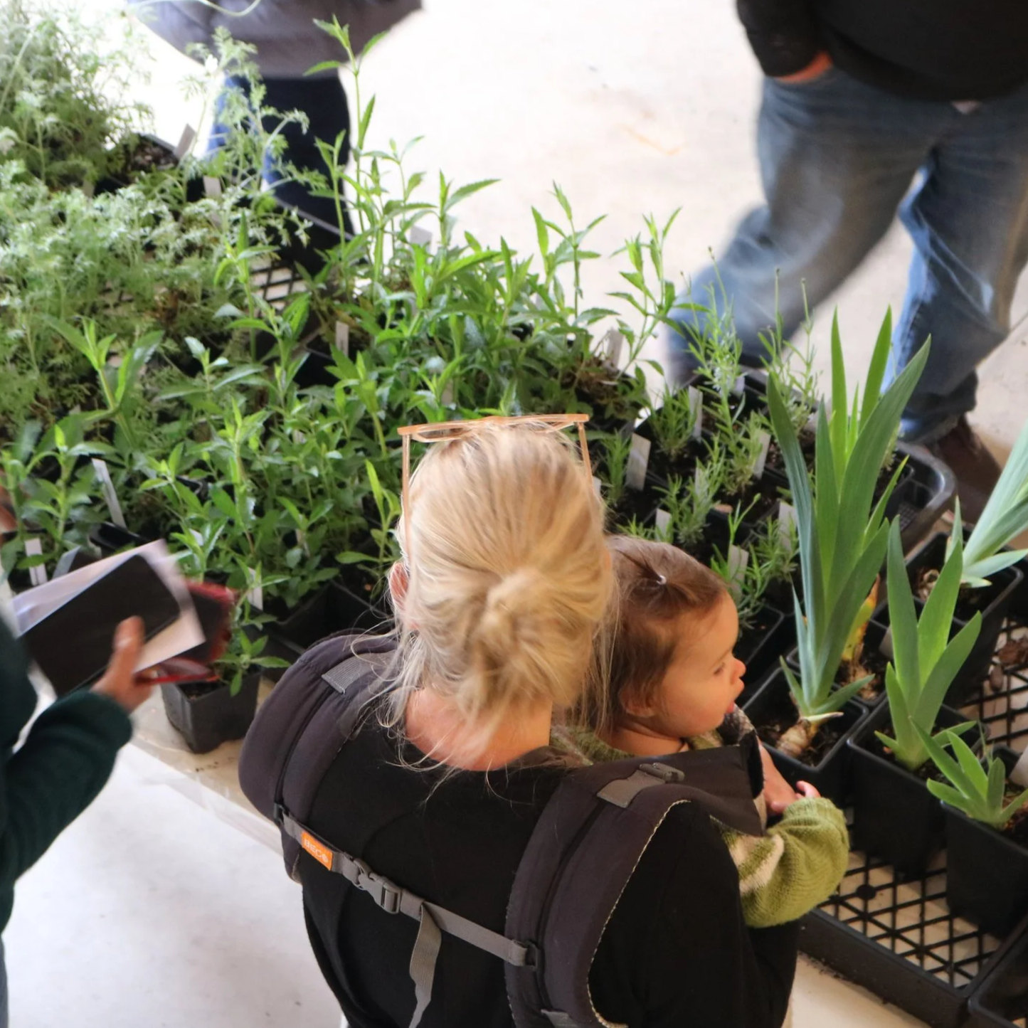 Plants for Sale