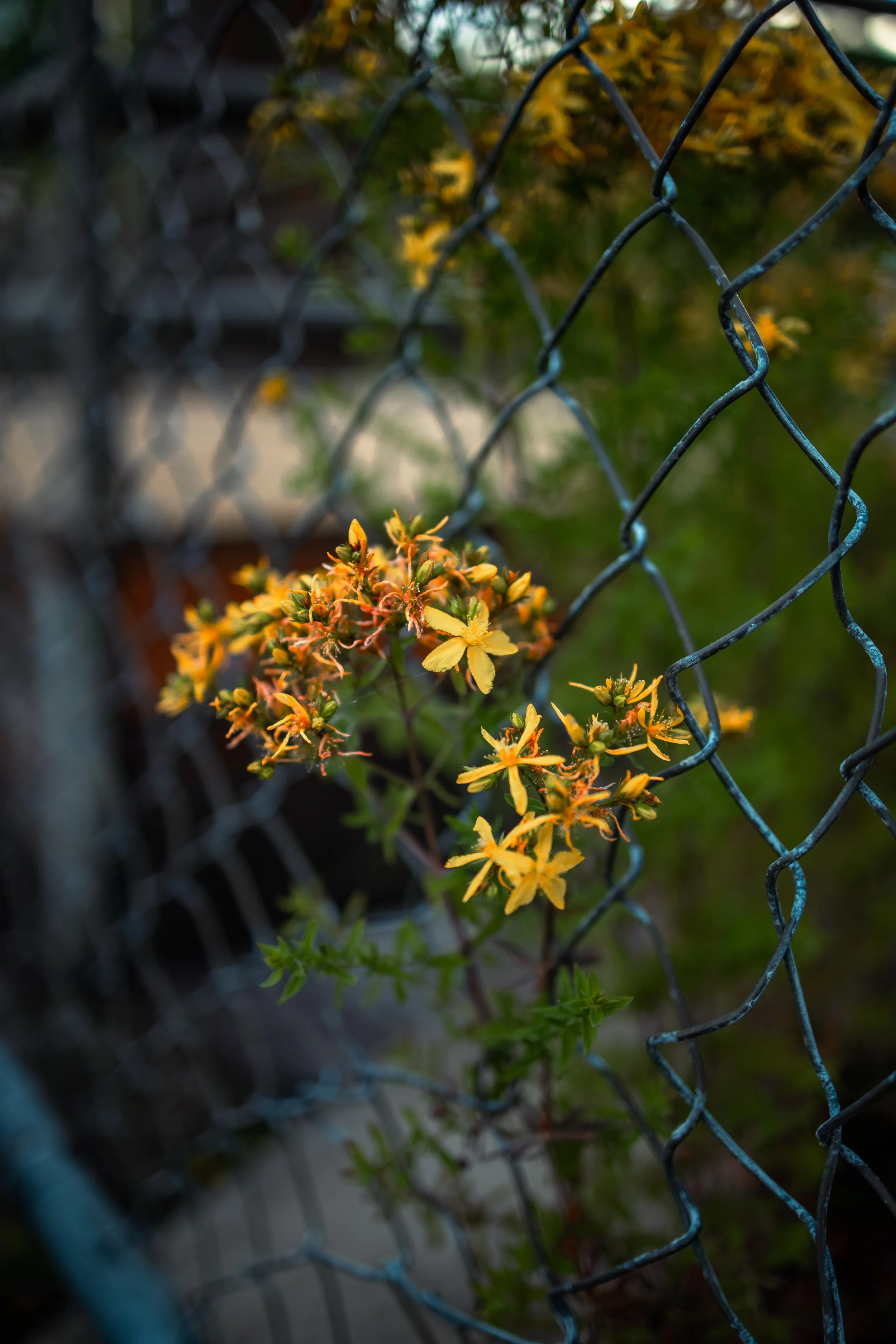 ID7A0735.jpg