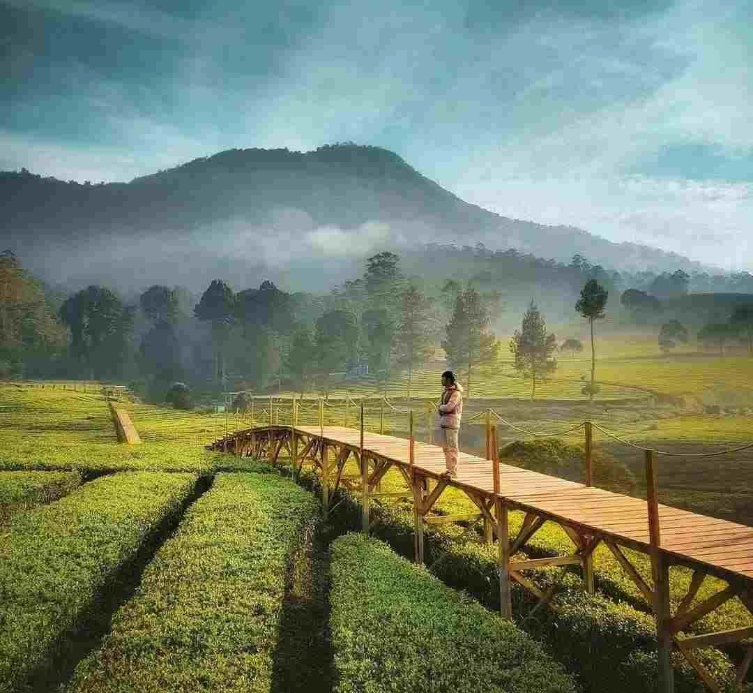 Rekomendasi 5 Destinasi Wisata diKawasan Puncak