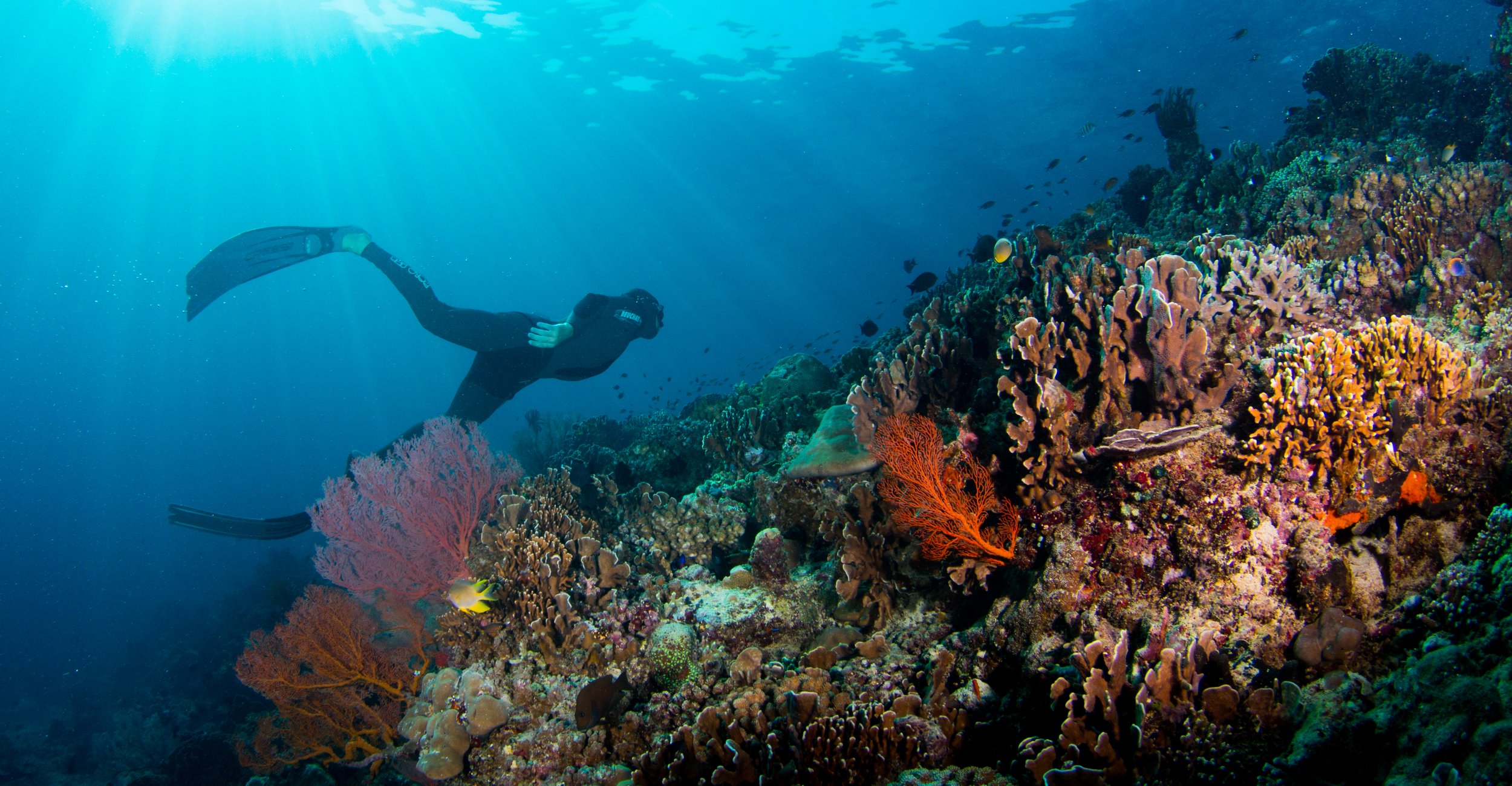 Freediving Koh Tao: Best Dive Sites, Courses &amp; Complete Guide