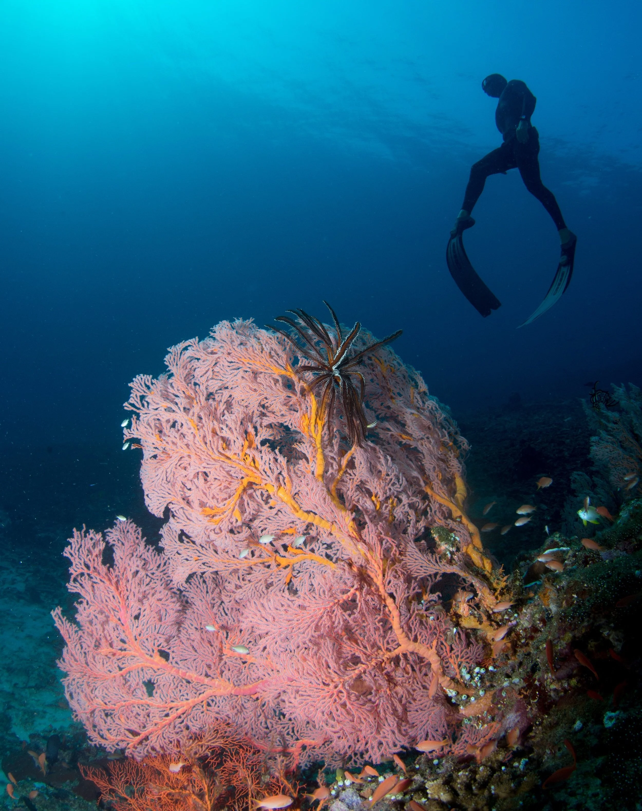 Orenda Freediving Koh Tao Thailand freediver swimming above large sea fan during ocean exploration cruise