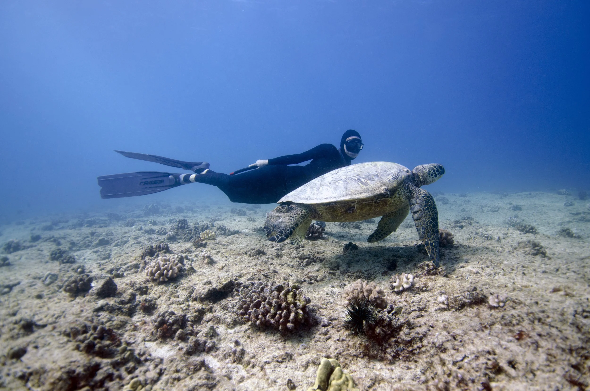 Freediver observing sea turtle underwater in tropical coral reef environment Thailand