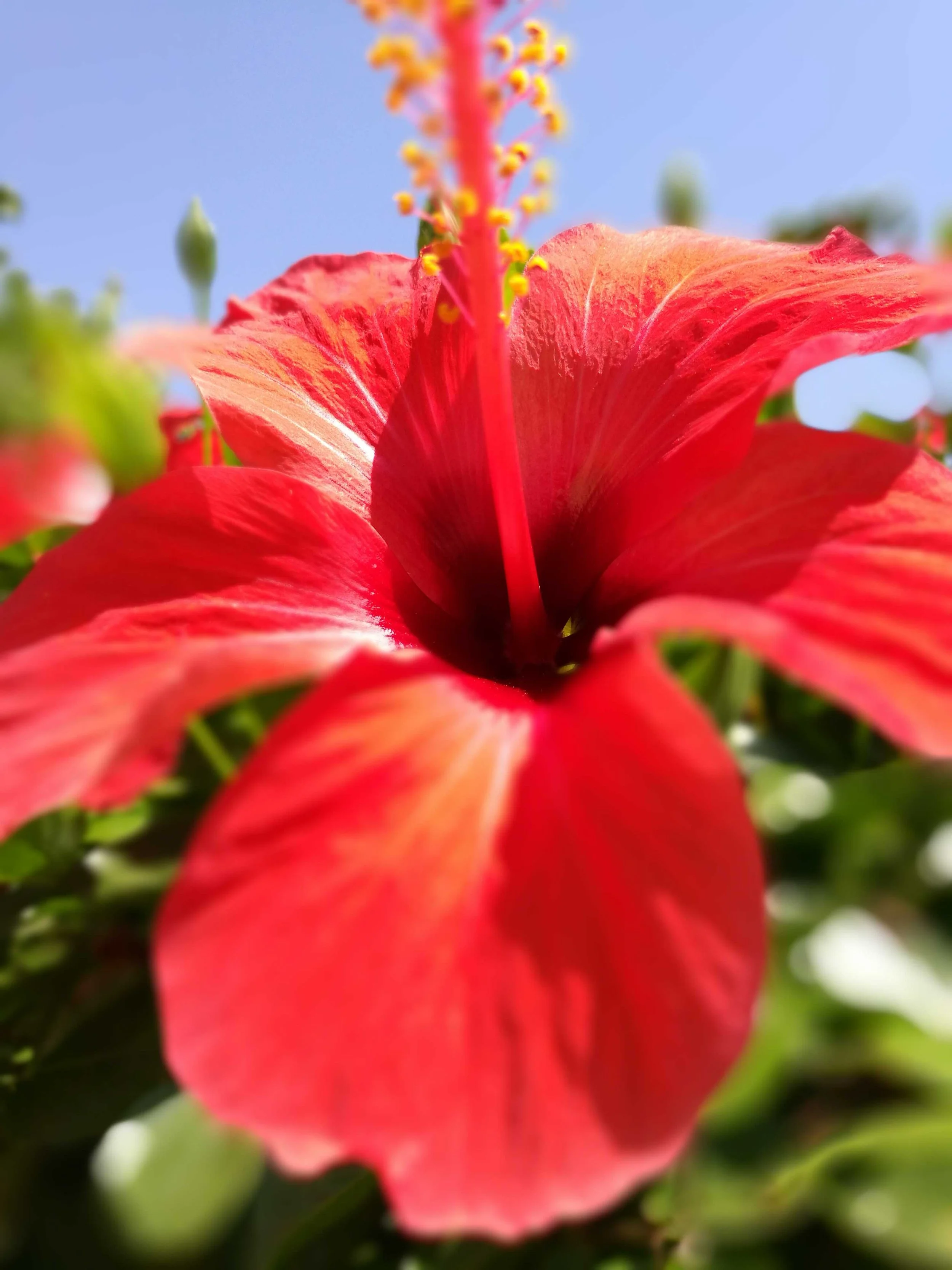 Hibiskus