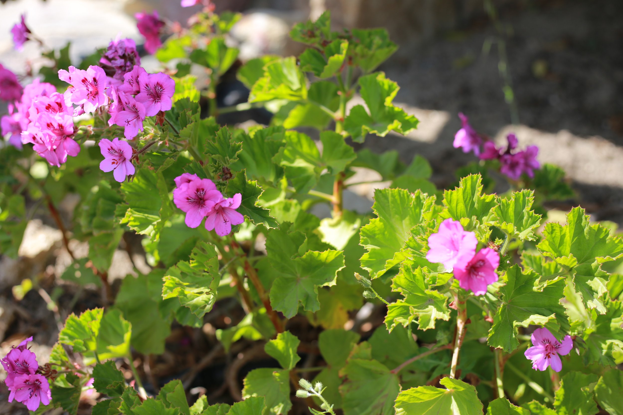 Bunte Balkonpflanze mit pinken Blüten und grünen, gezackten Blättern